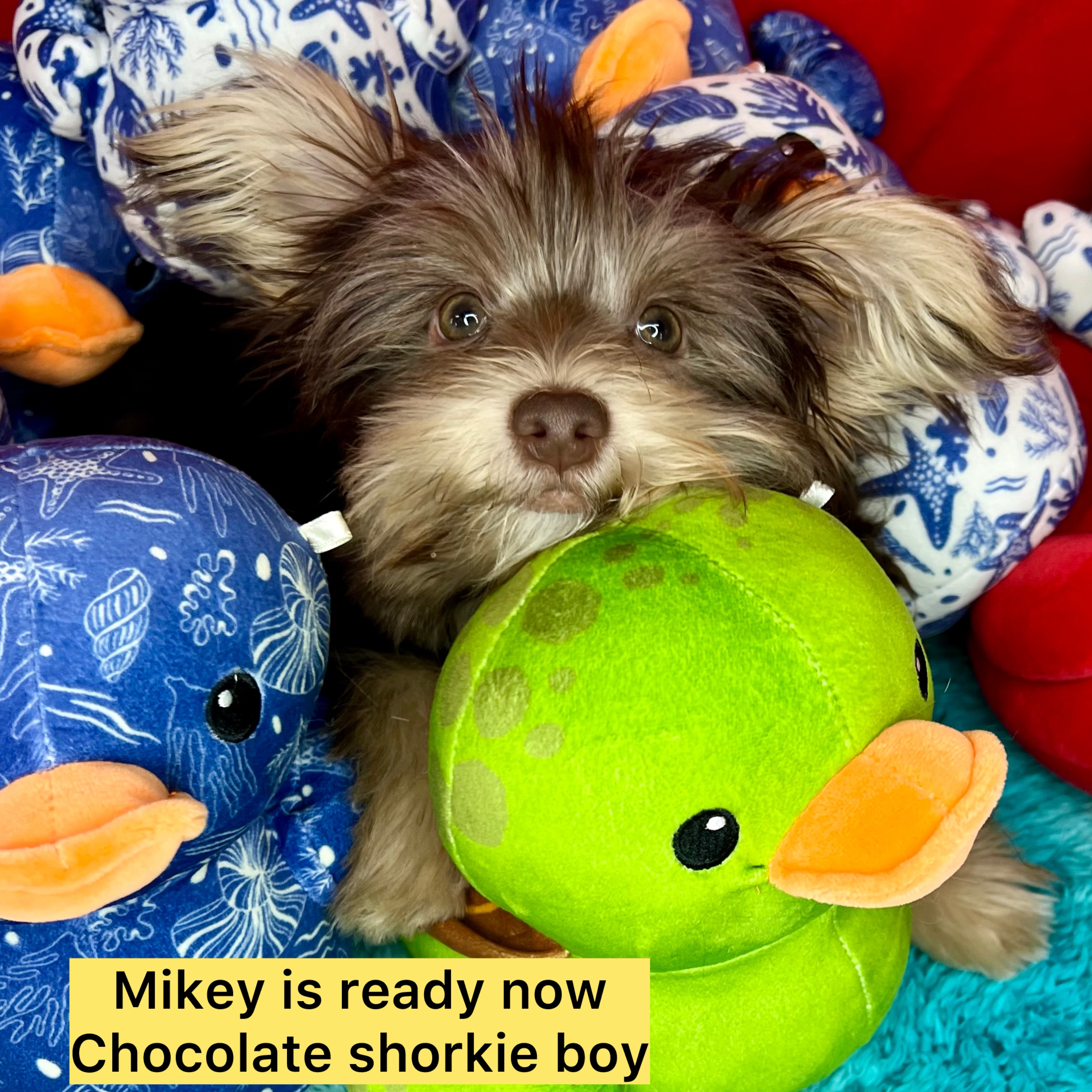 Mikey ON HOLD