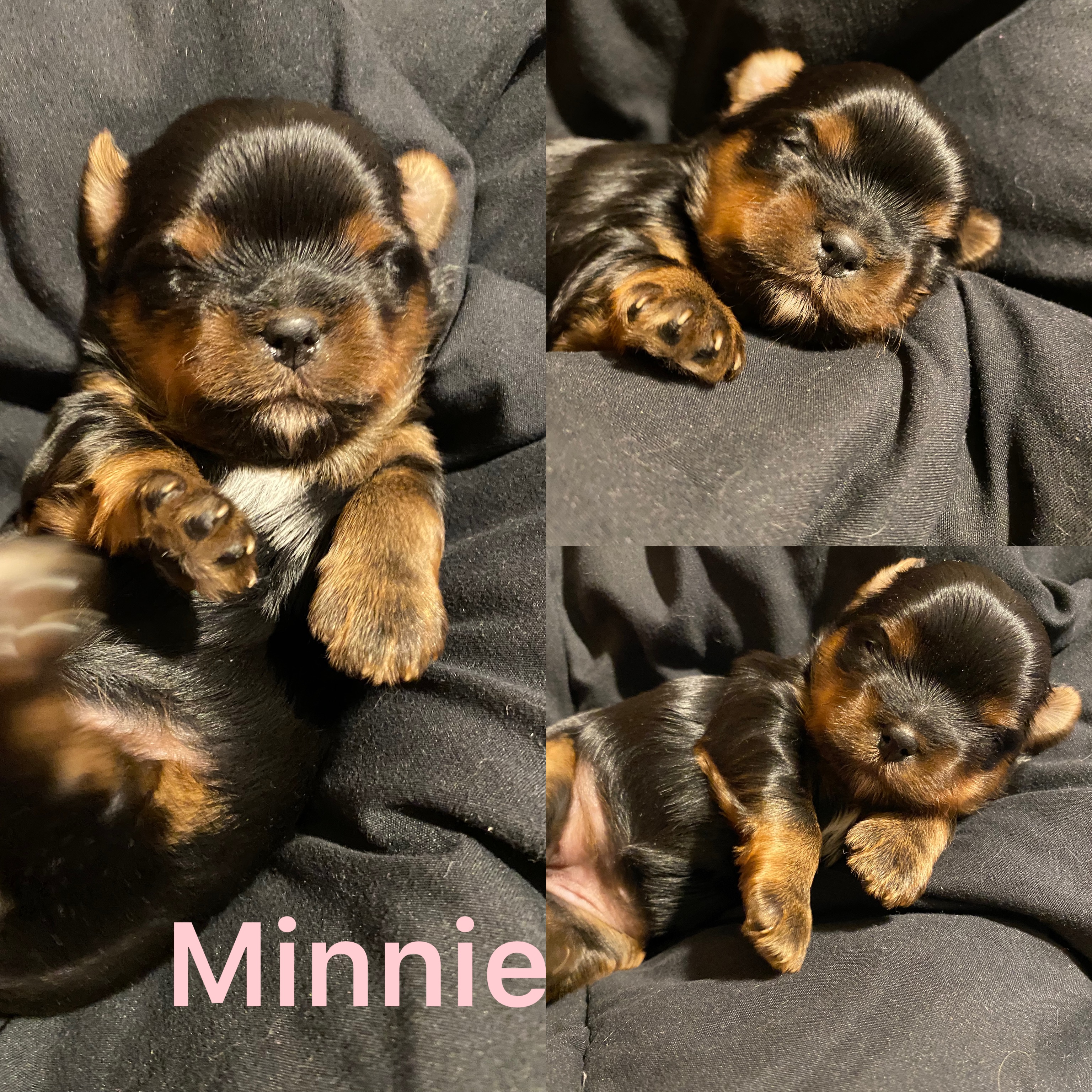 Minnie ADOPTED not available