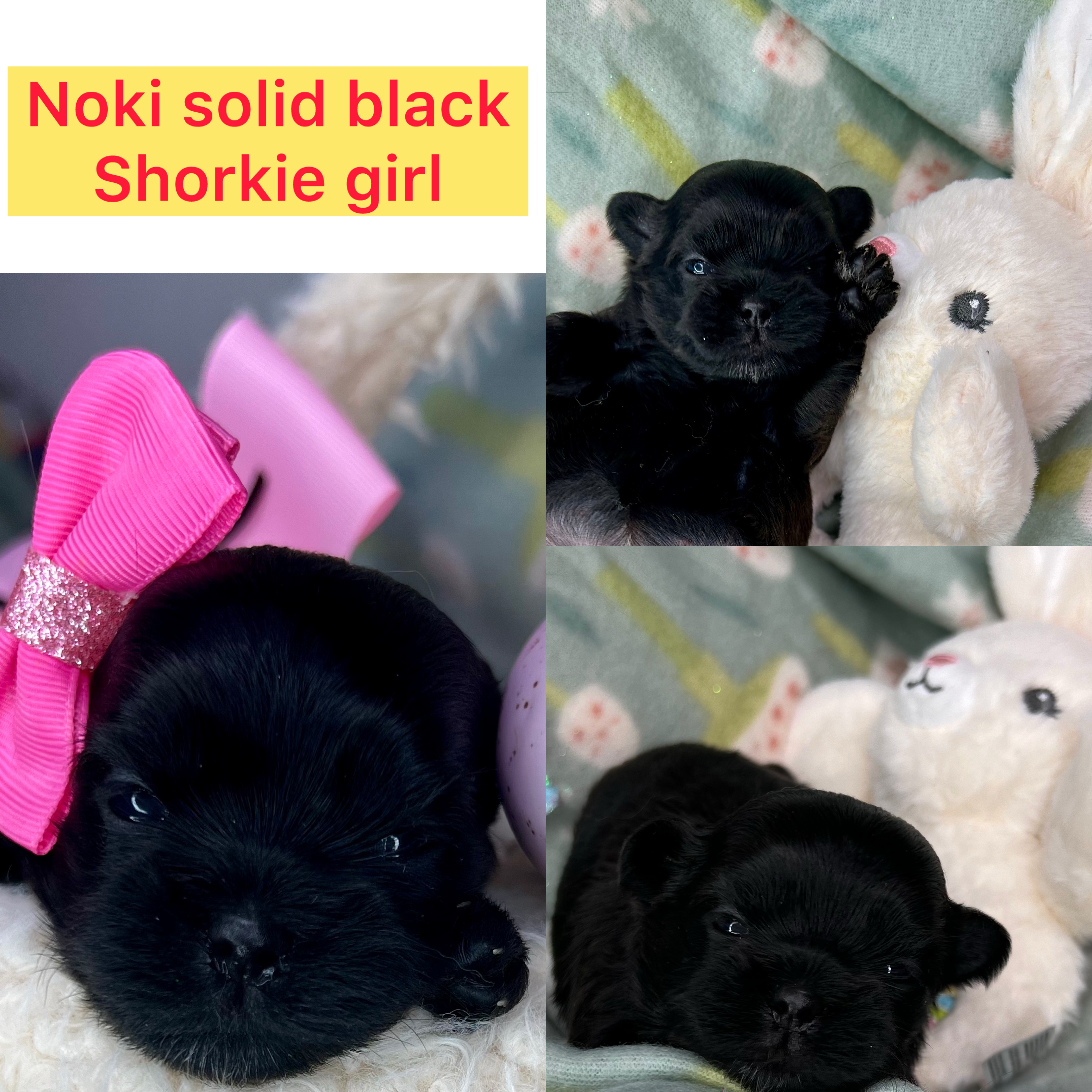 Nokia AVAILABLE Shorkie girl click on pic for info