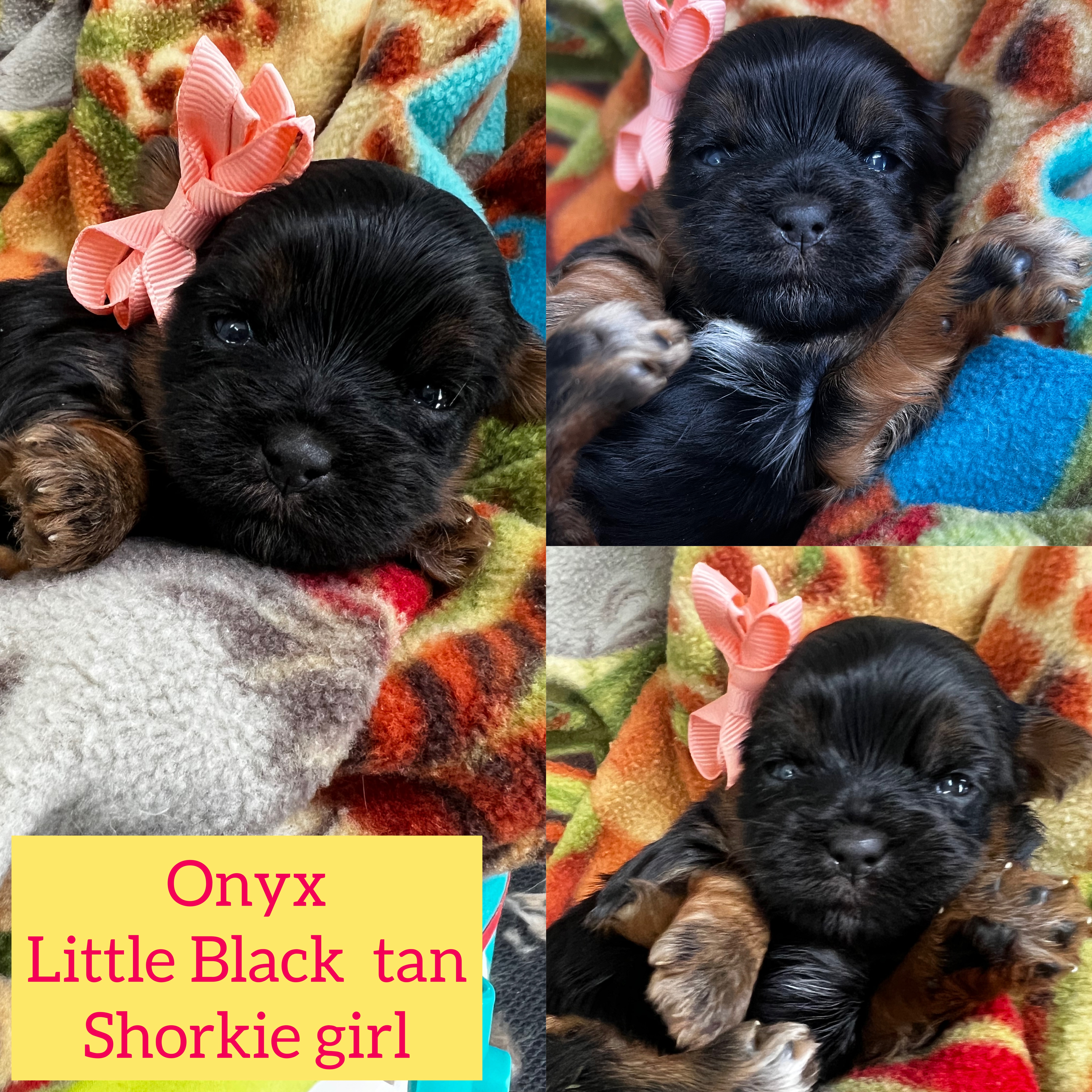 Onyx tblack and tan Shorkie girl click on pic for info