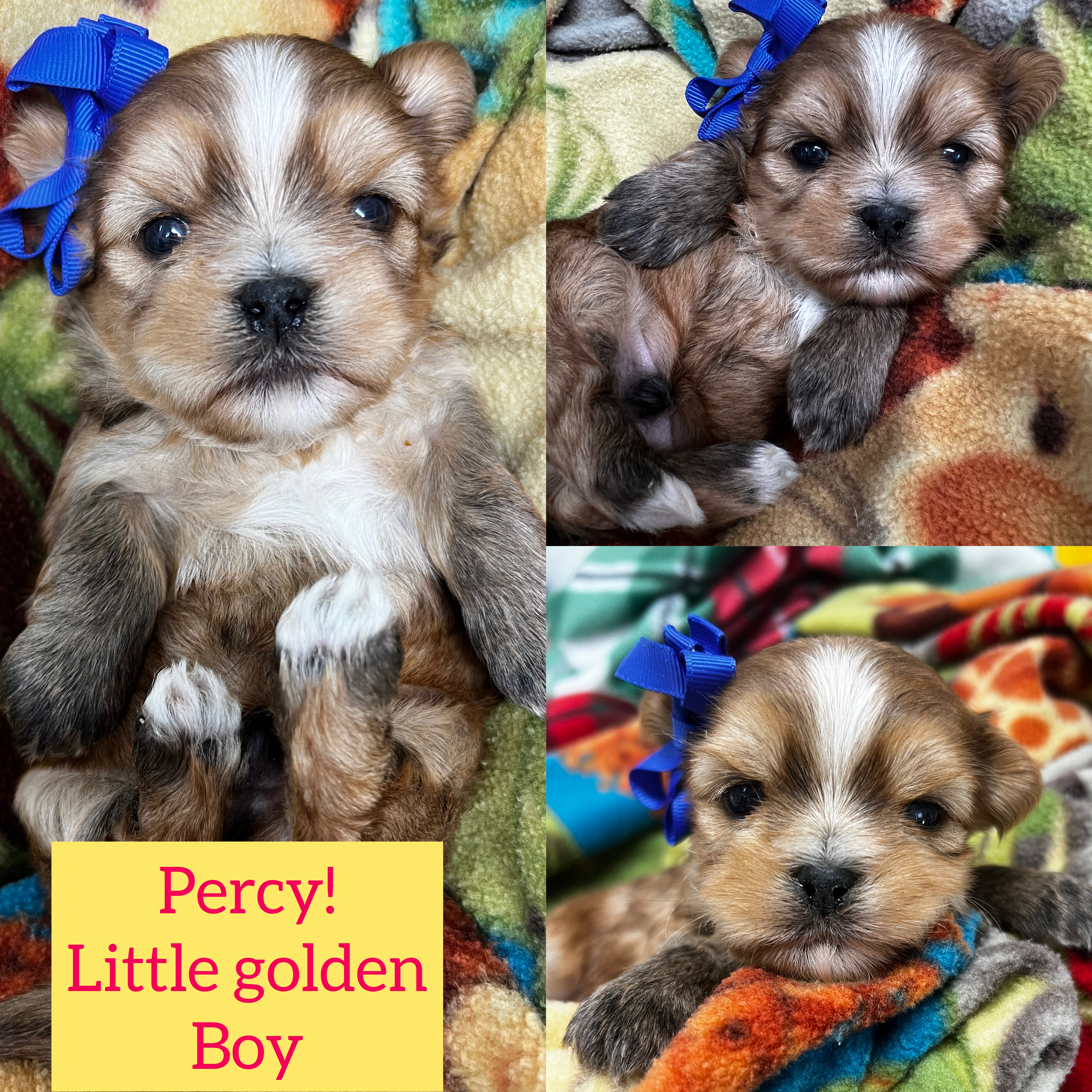 Percy little golden Shorkie boy click on pic for info