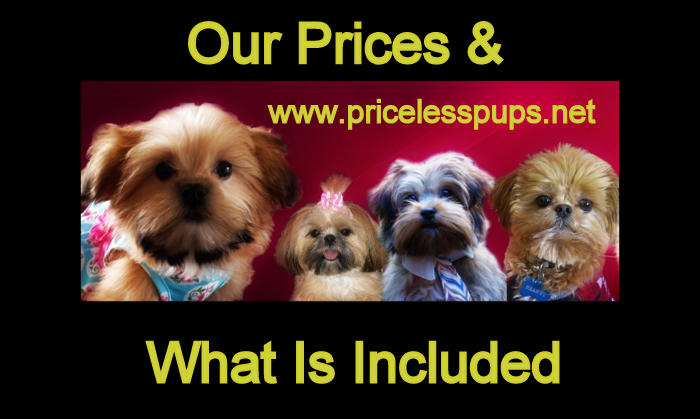 affordable shorkie puppies for sale shorkie puppies shorkie shorkie puppies for sale shorkie breeder pricelesspups net affordable shorkie puppies for sale shorkie puppies shorkie shorkie puppies for sale shorkie breeder pricelesspups net