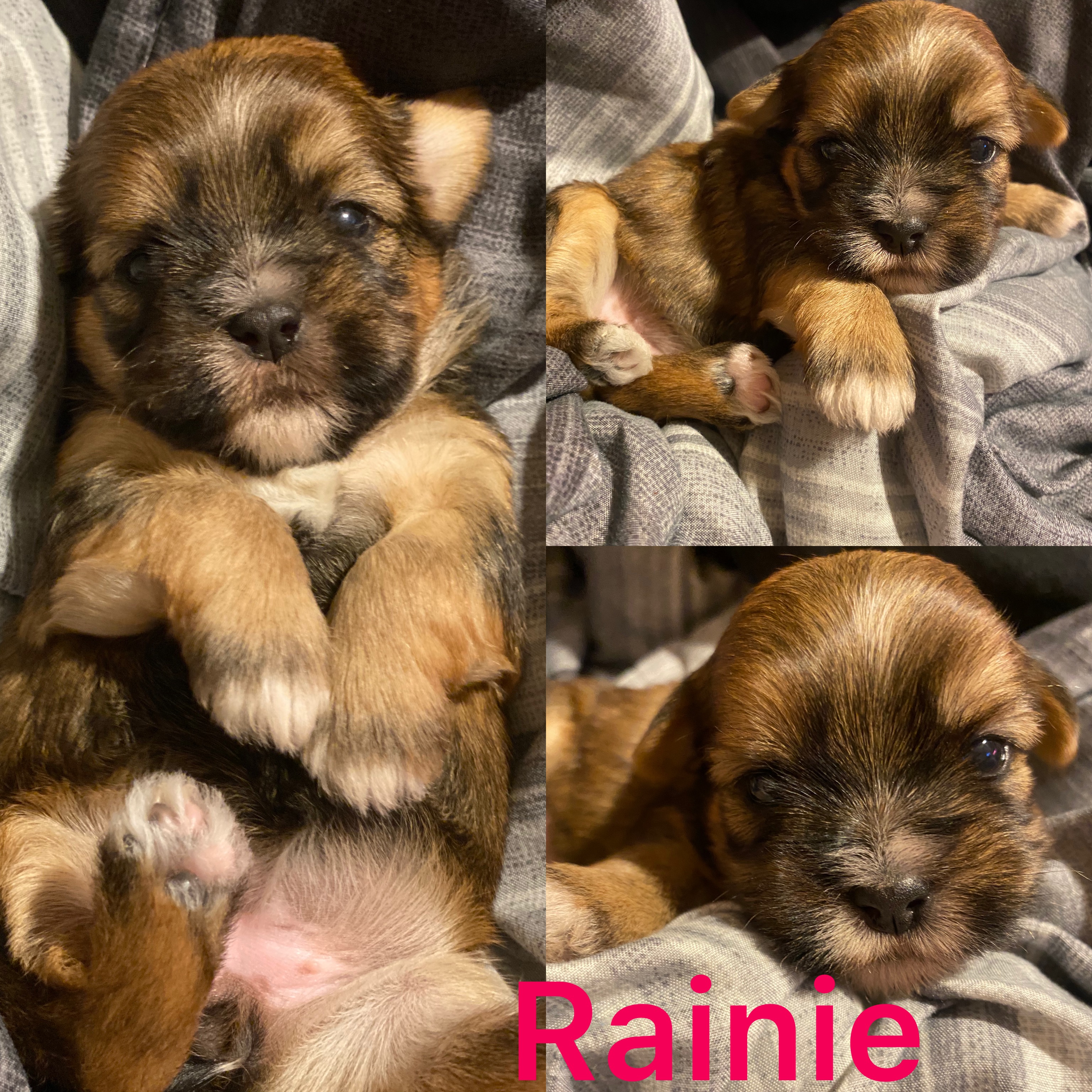 Rainie is ADOPTED not available
