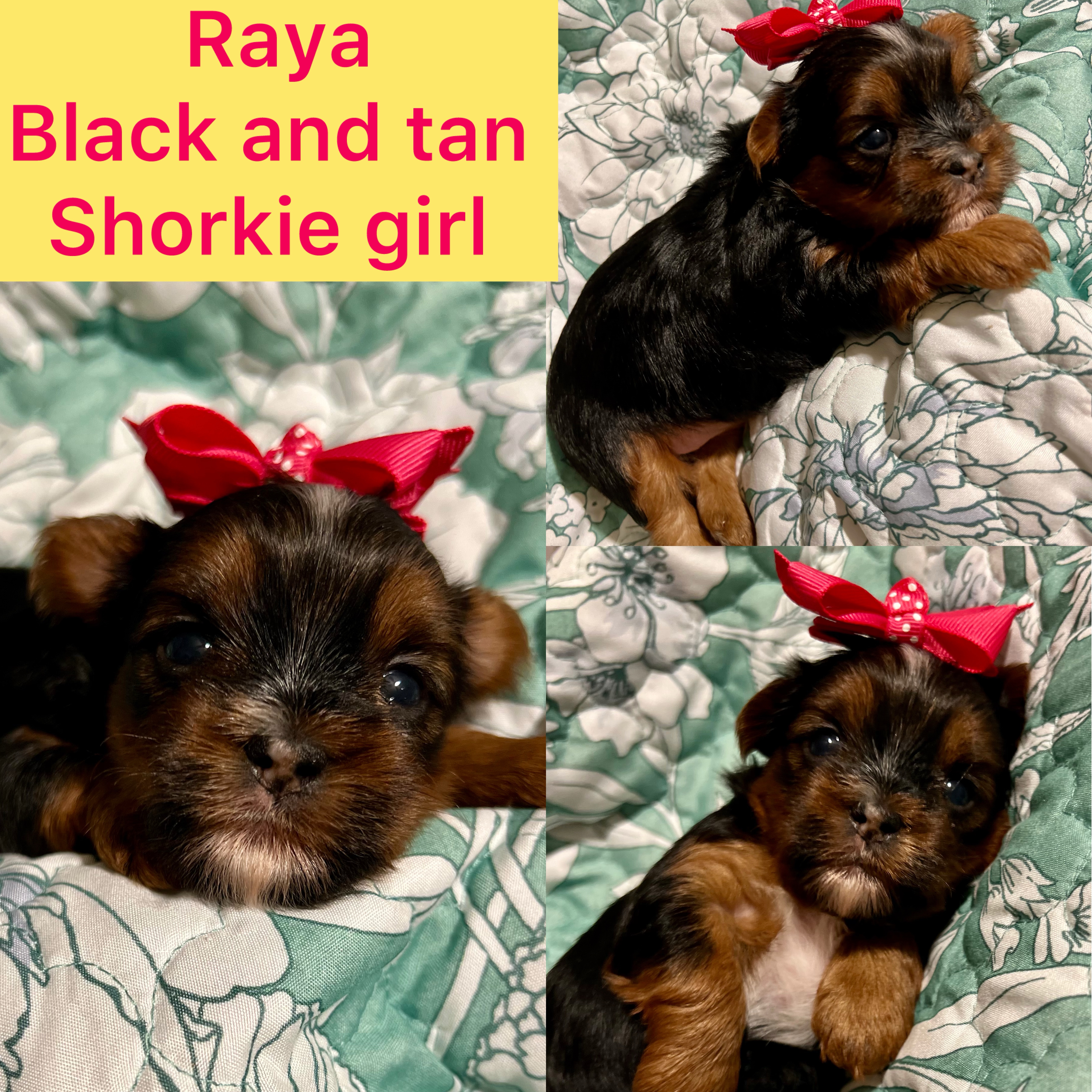 Raya is ADOPTED!