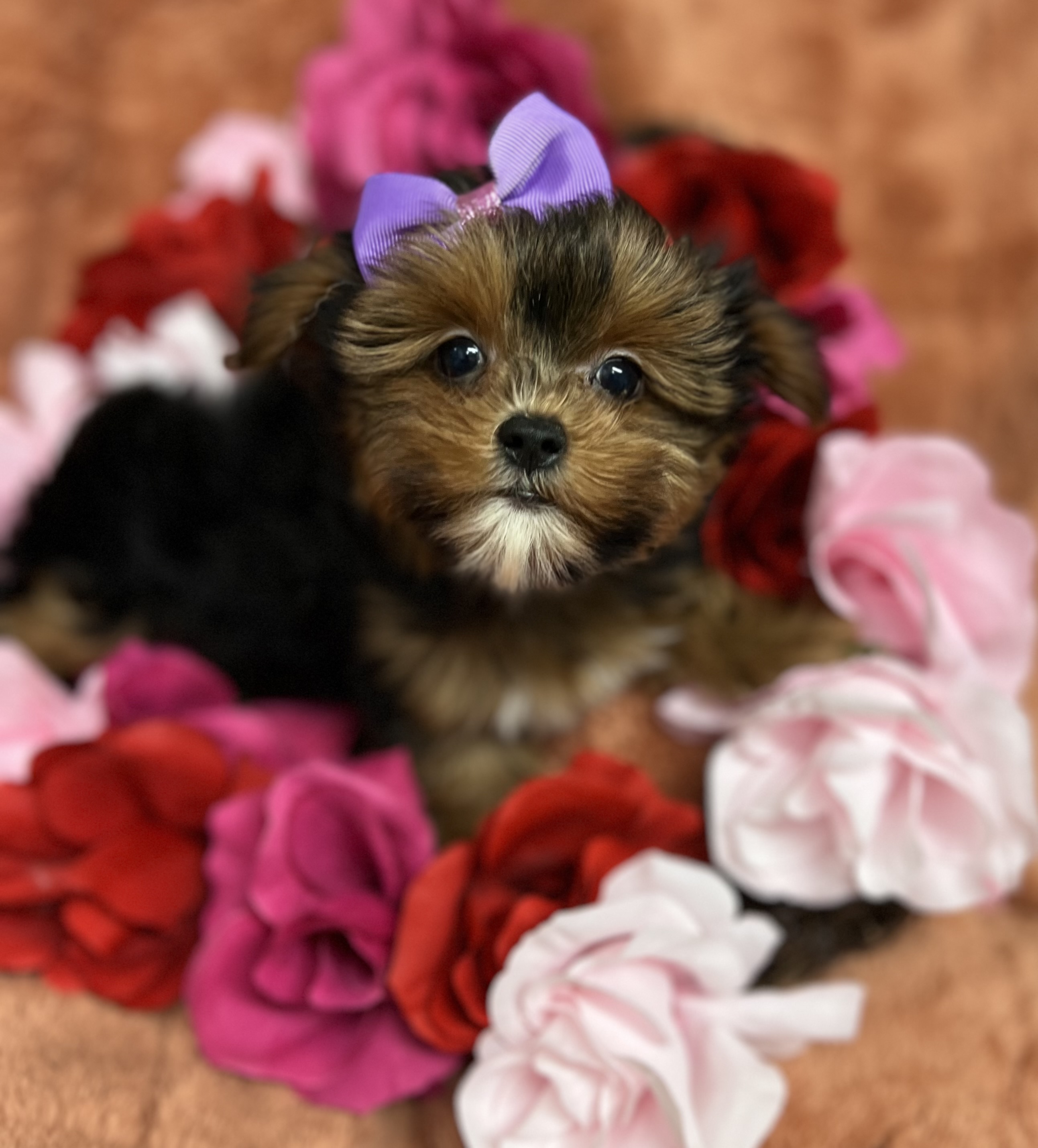 Raya is ADOPTED!  Shorkie girl click on pics for info