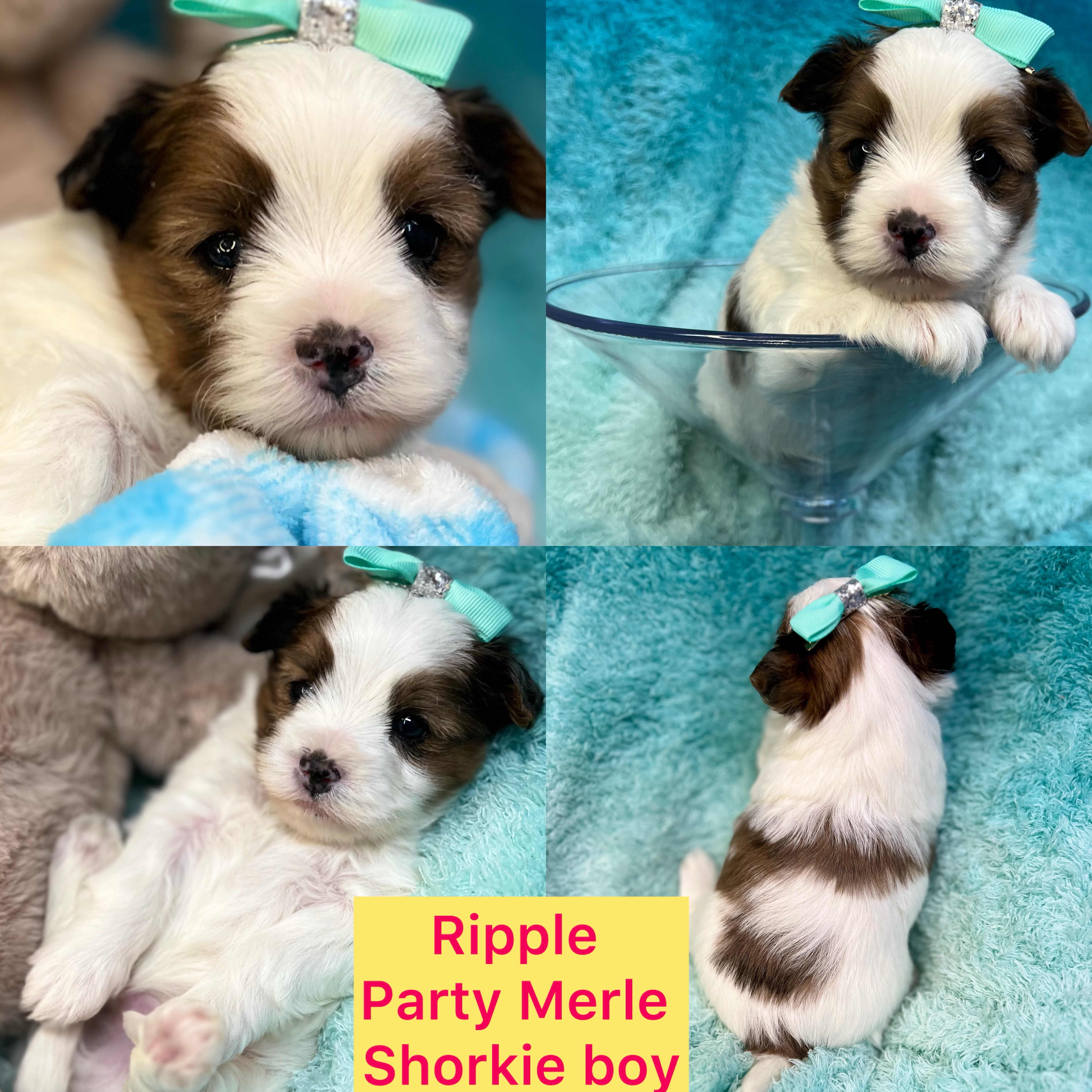 Ripple is adopted