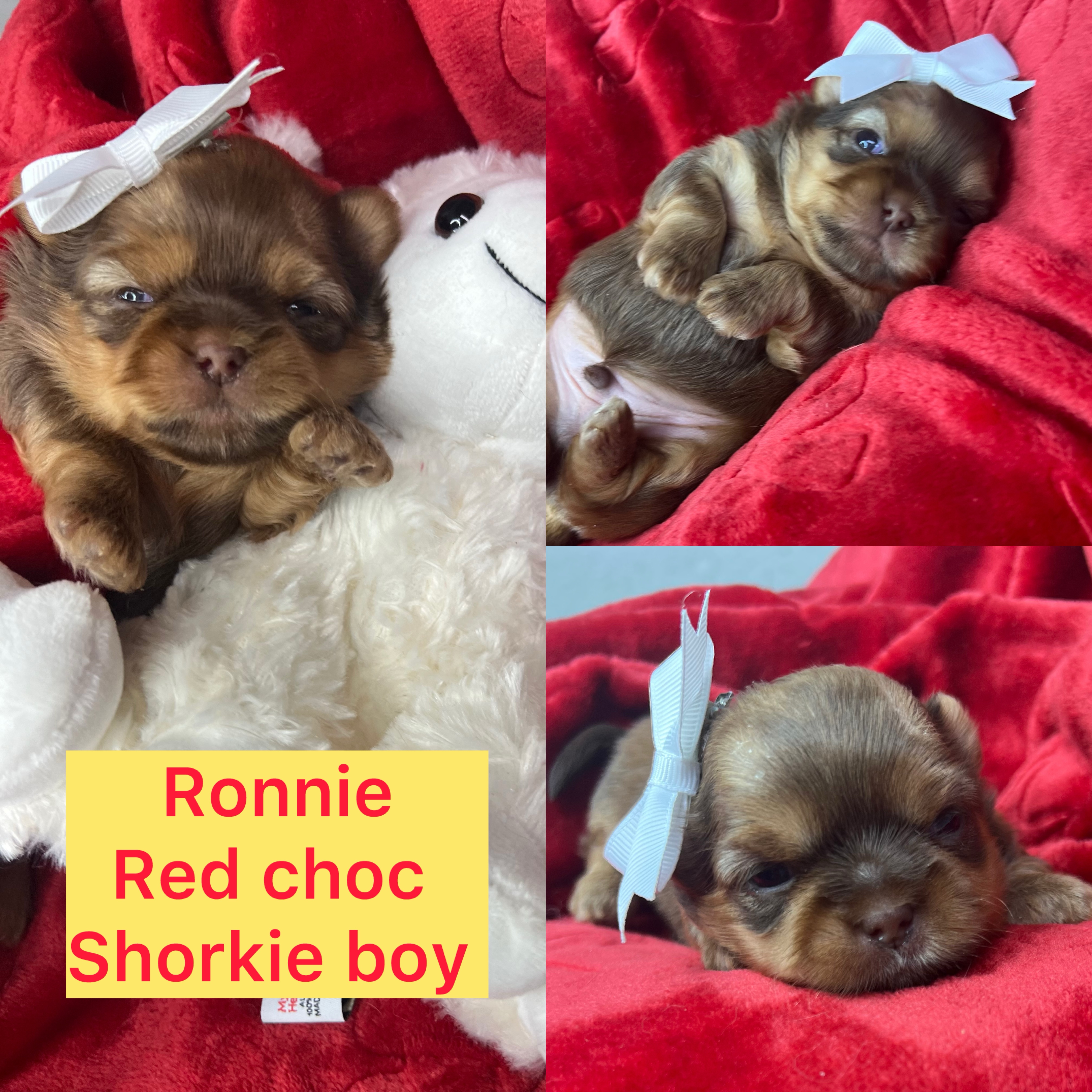 Ronnie ADOPTED!! rare choc shorkie boy
