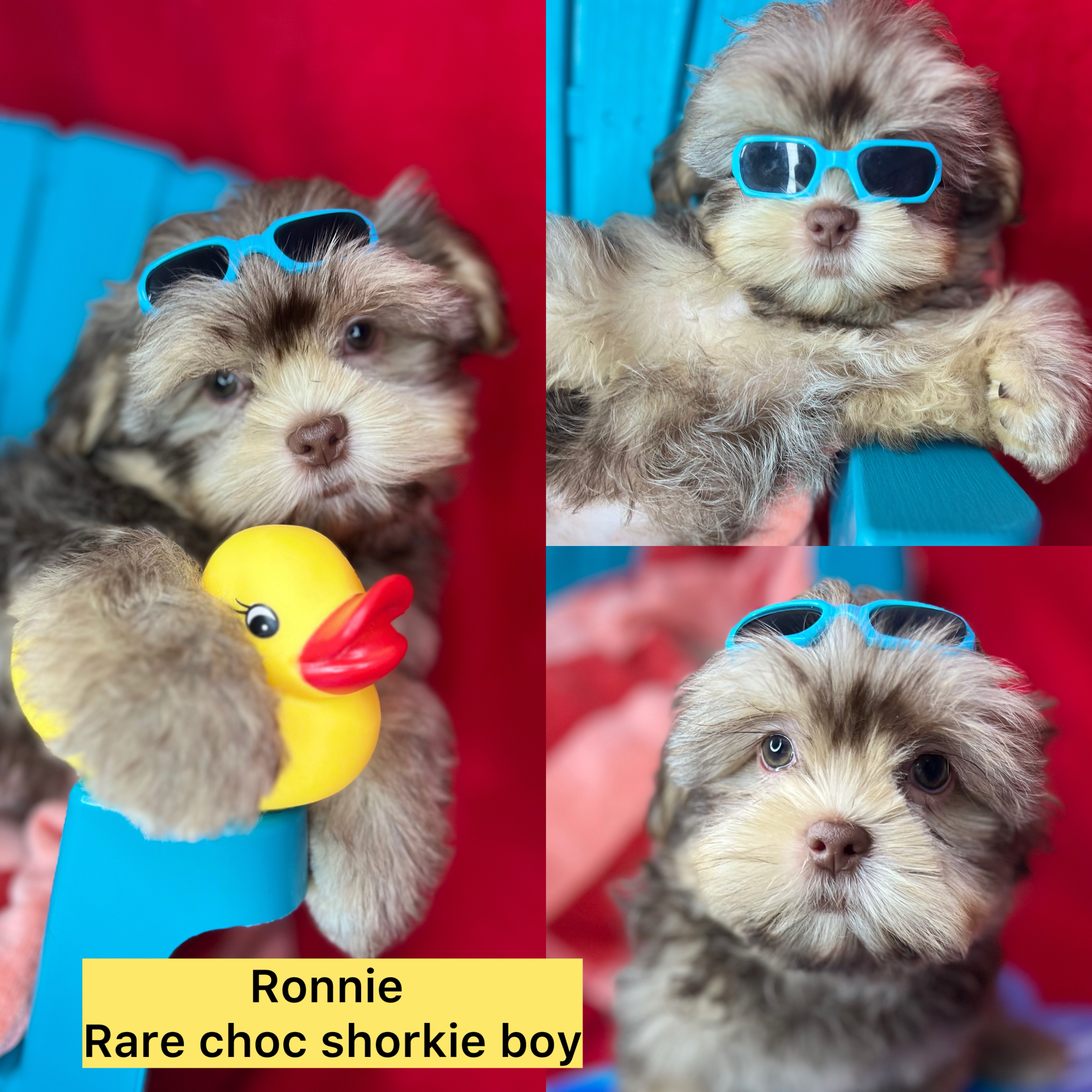 Ronnie ADOPTED!!!  "EXTREME TEDDY BEAR FACE!"   Ready now!  click on pic for info