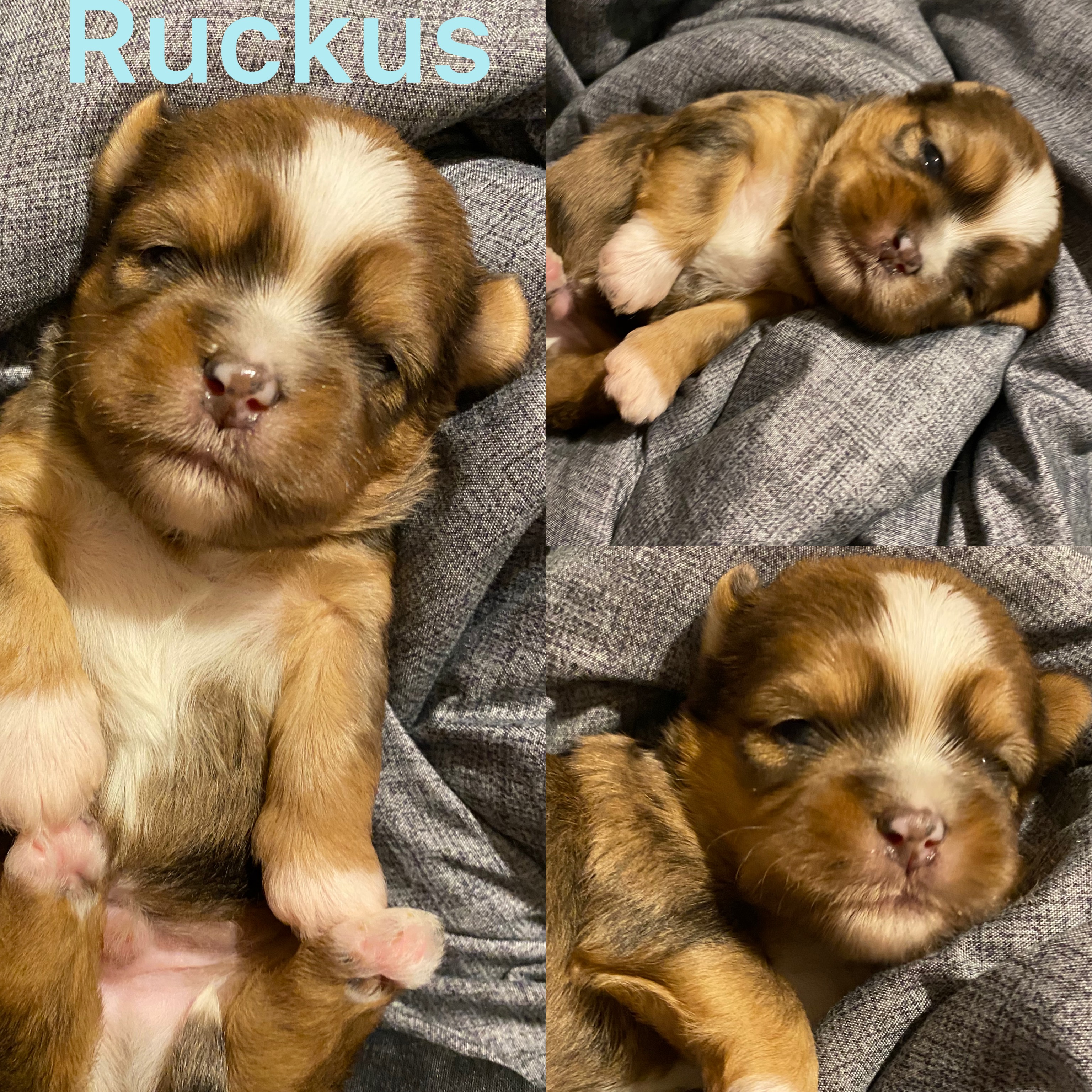 Ruckus is ADOPTED! Not available !!!!