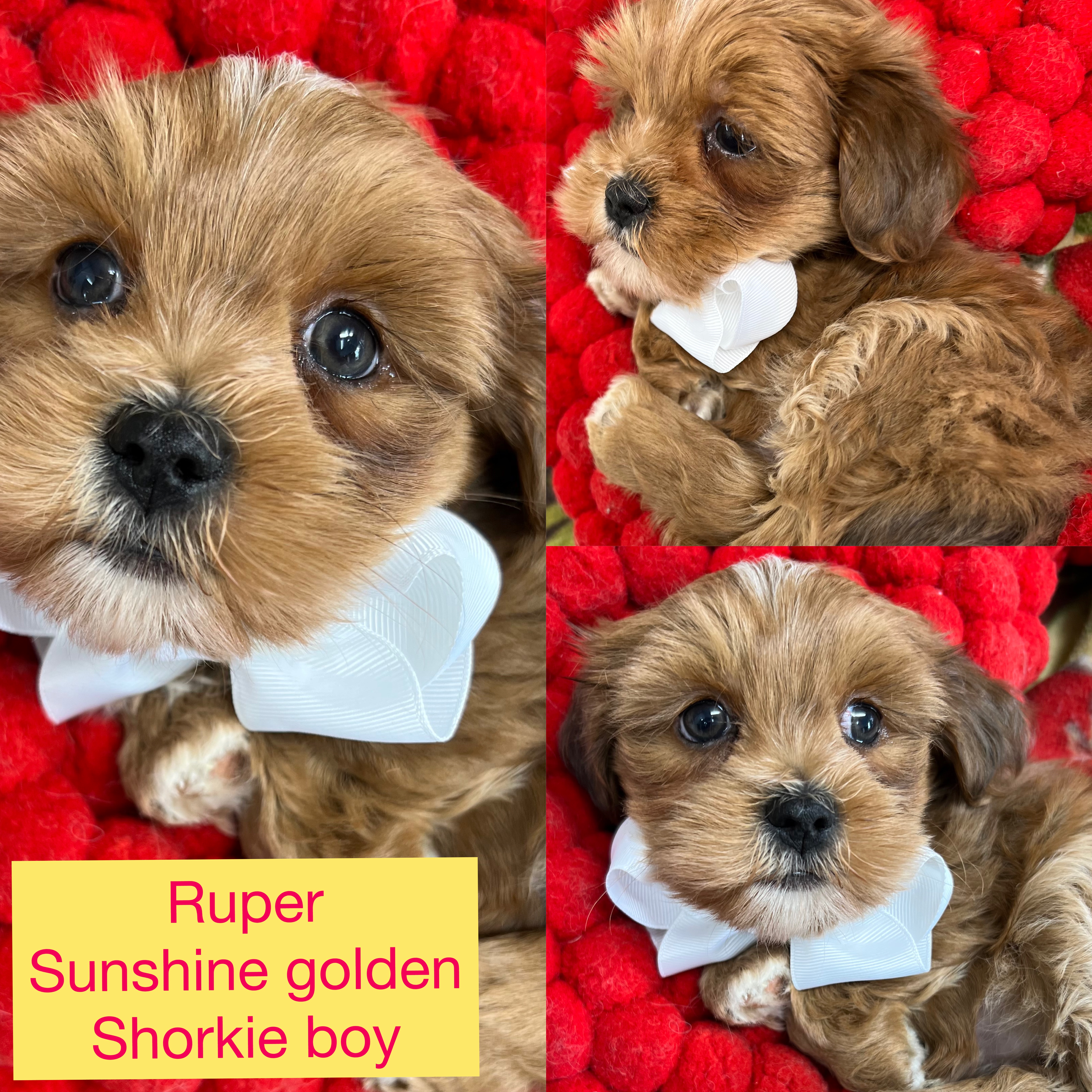 Ruper is ADOPTED