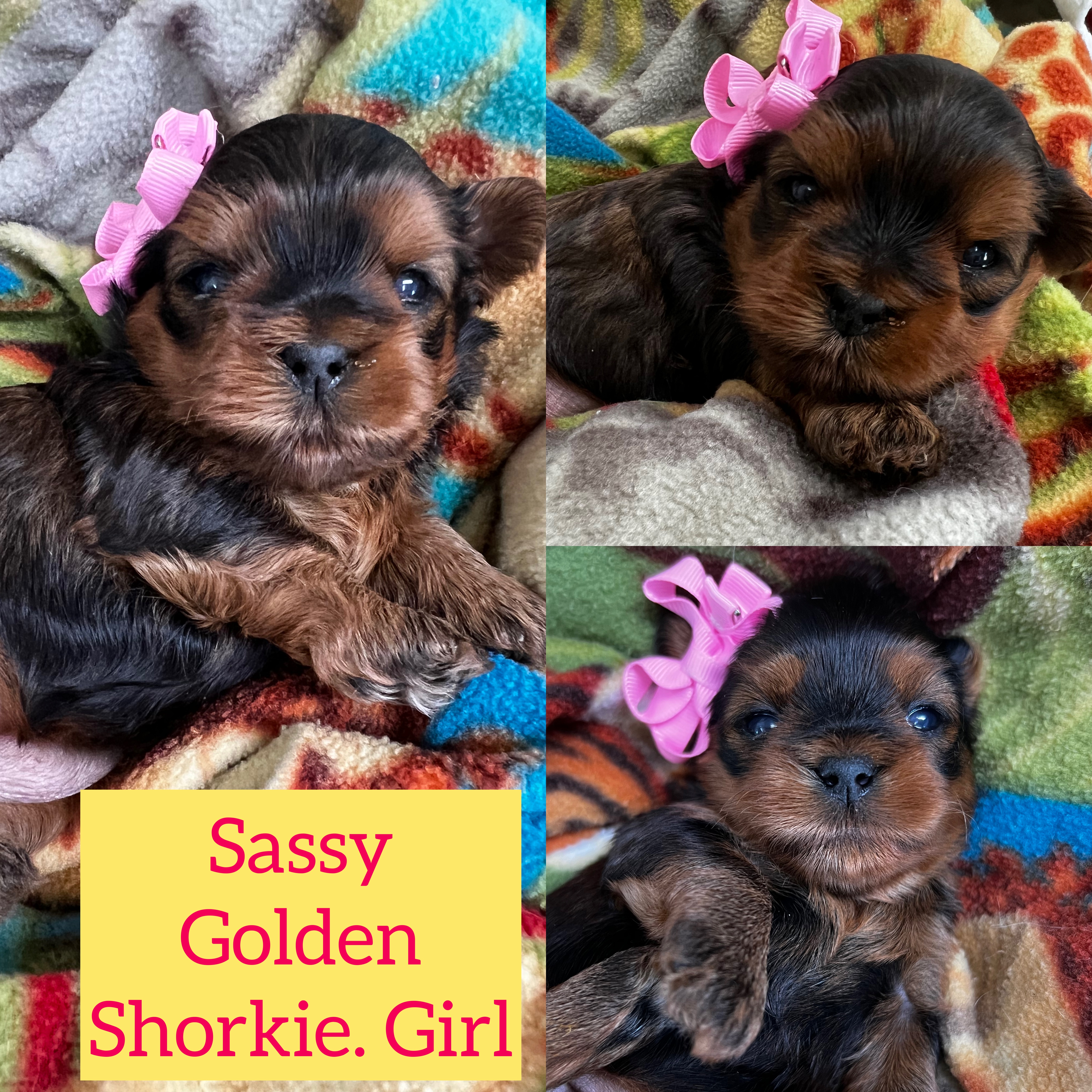 Sassy Golden Shorkie girl click on pic for info