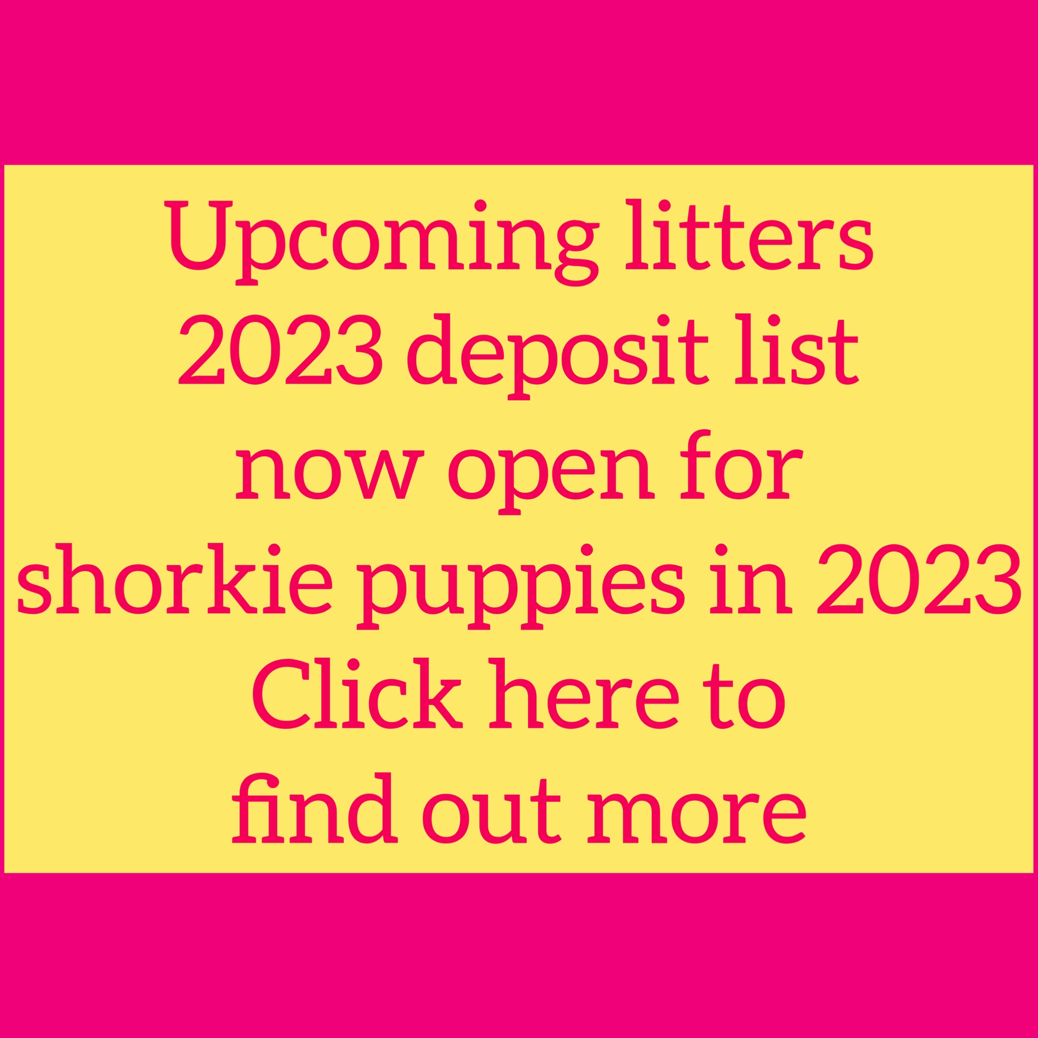 Shorkie puppies for 2023 click here