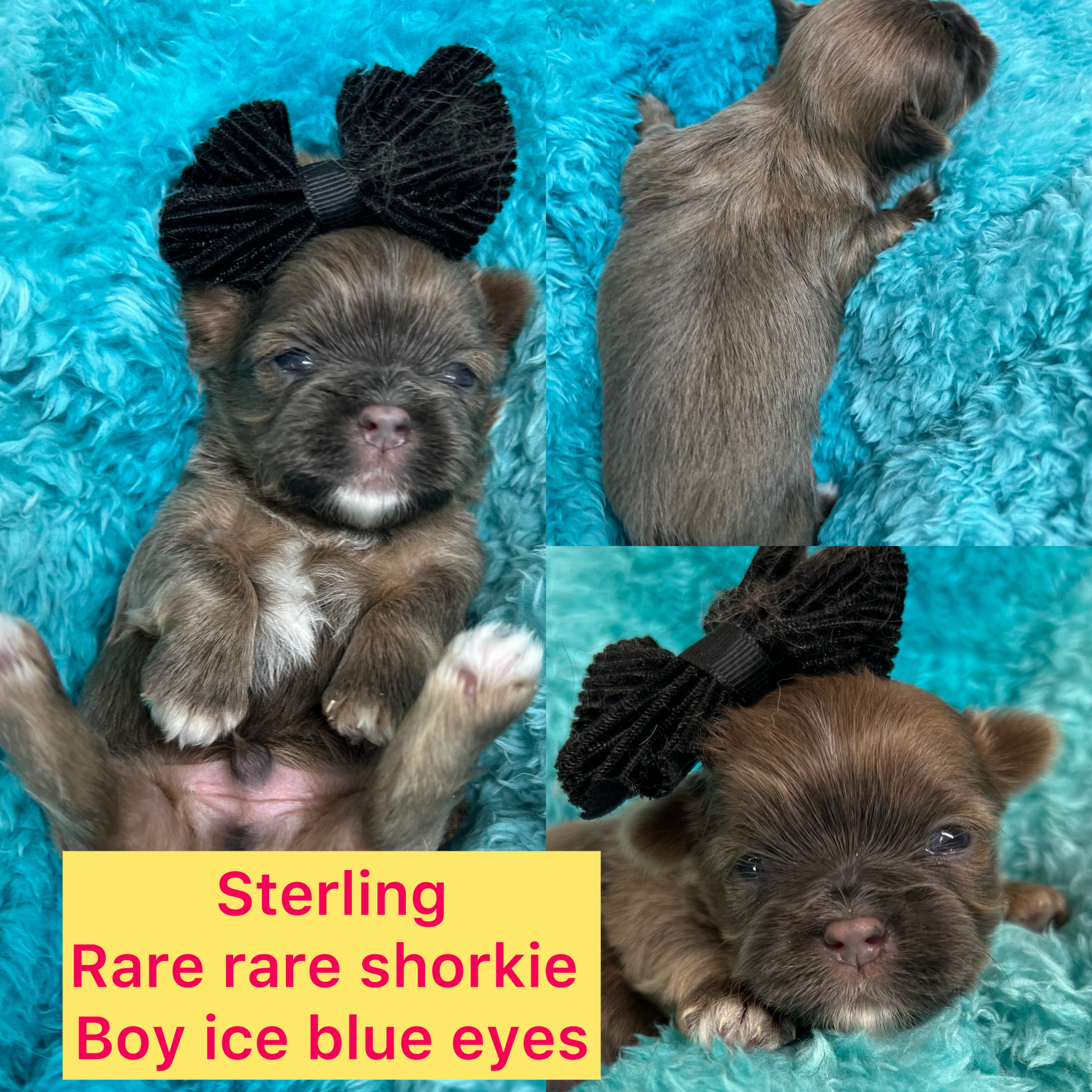 Sterling ADOPTED!  Rare rare shorkie boy click on pic for info