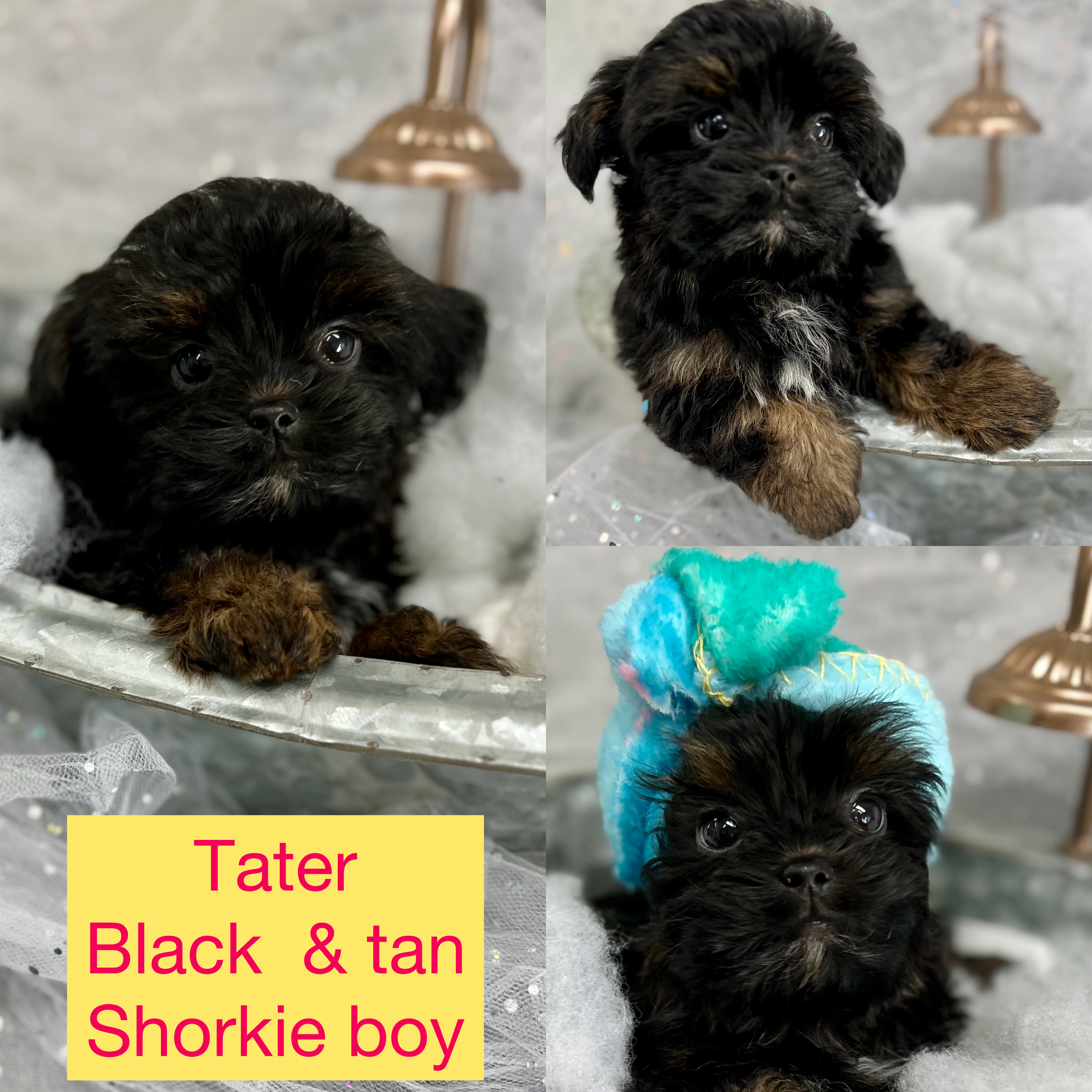 Tater AVAILABLE Shorkie boy click pic for info