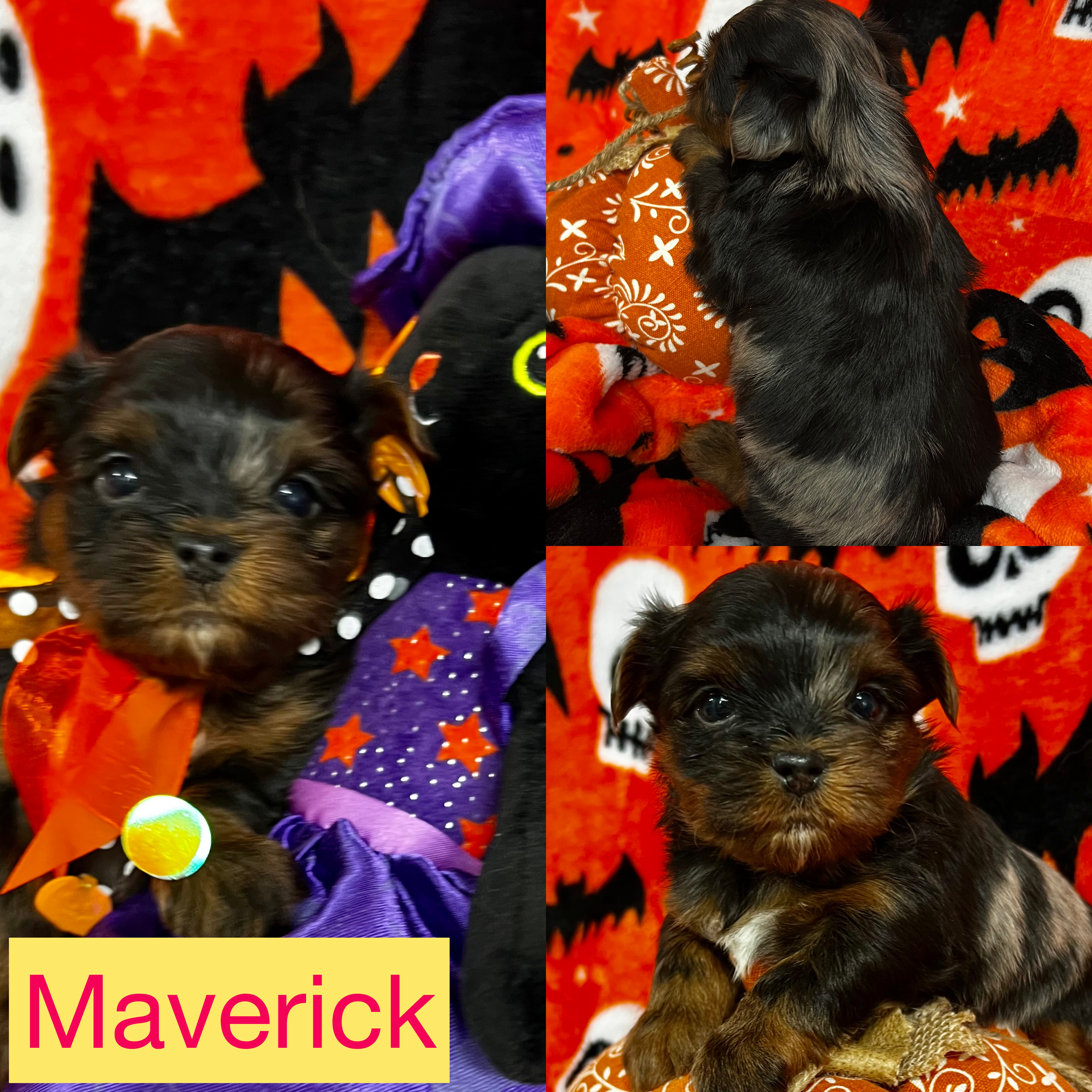 Maverick is Adopted