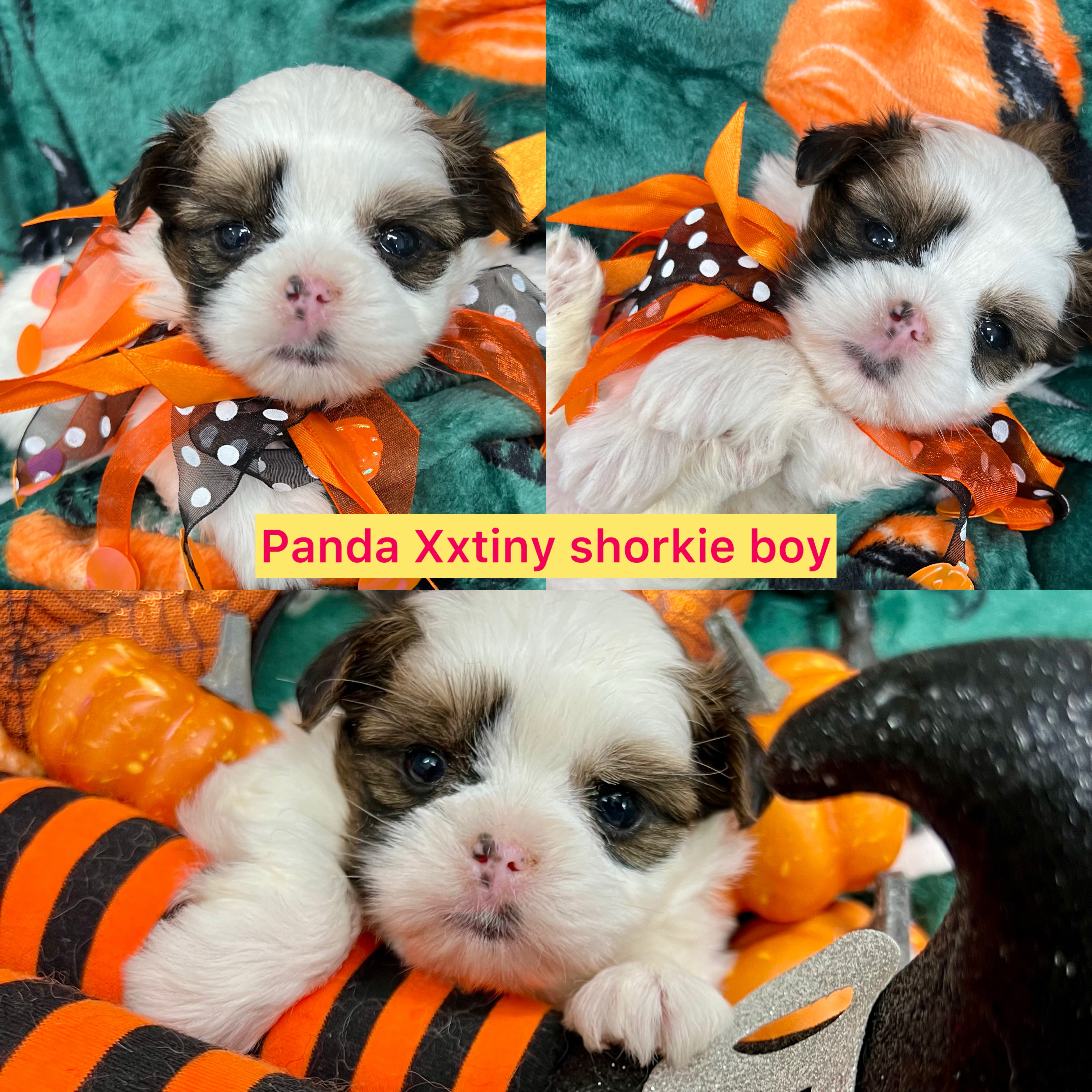 Tiny Panda AVAILABLE rare red white shorkie boy CLUCK PIC FOR INFO