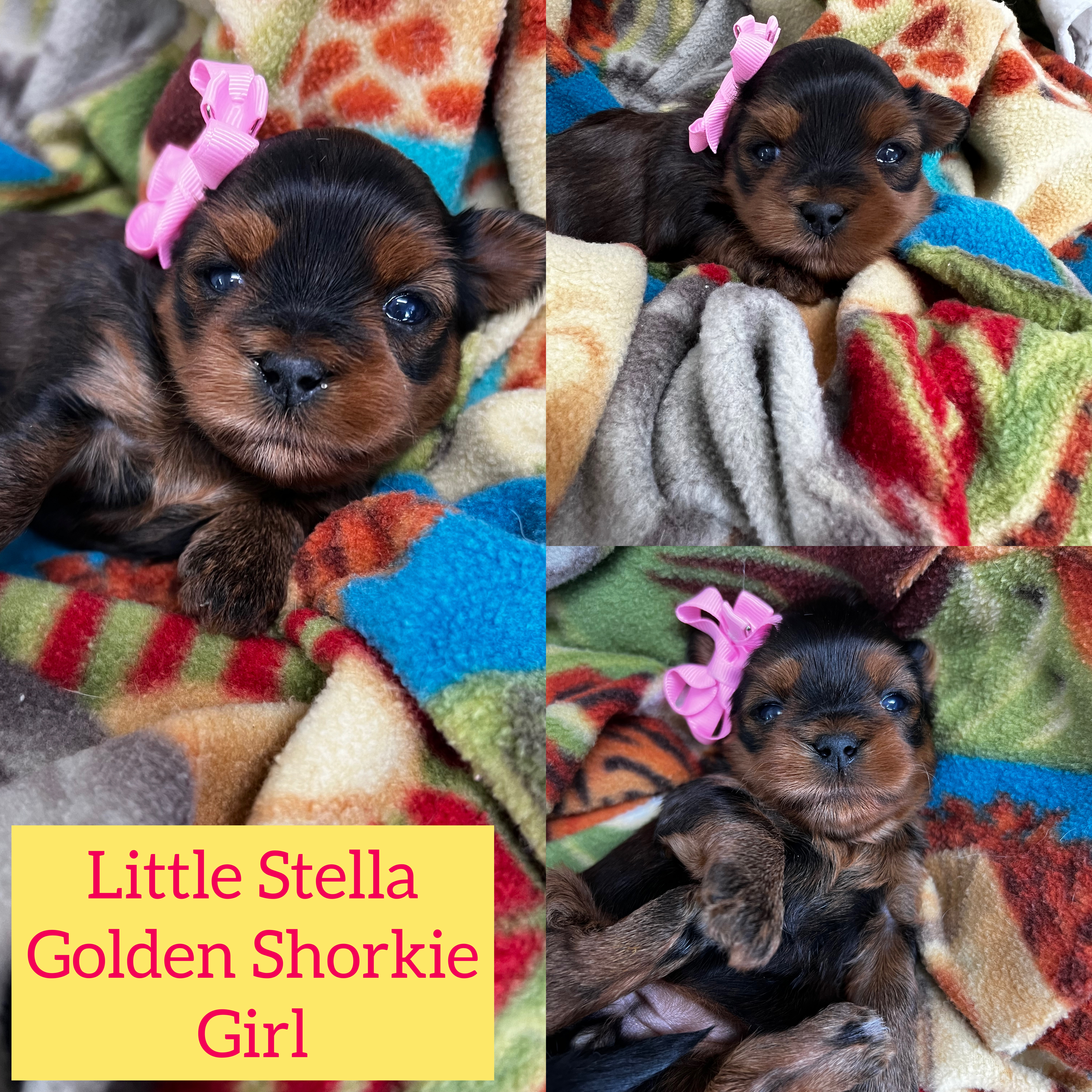 Tiny Stella golden Shorkie girl click on pic for info
