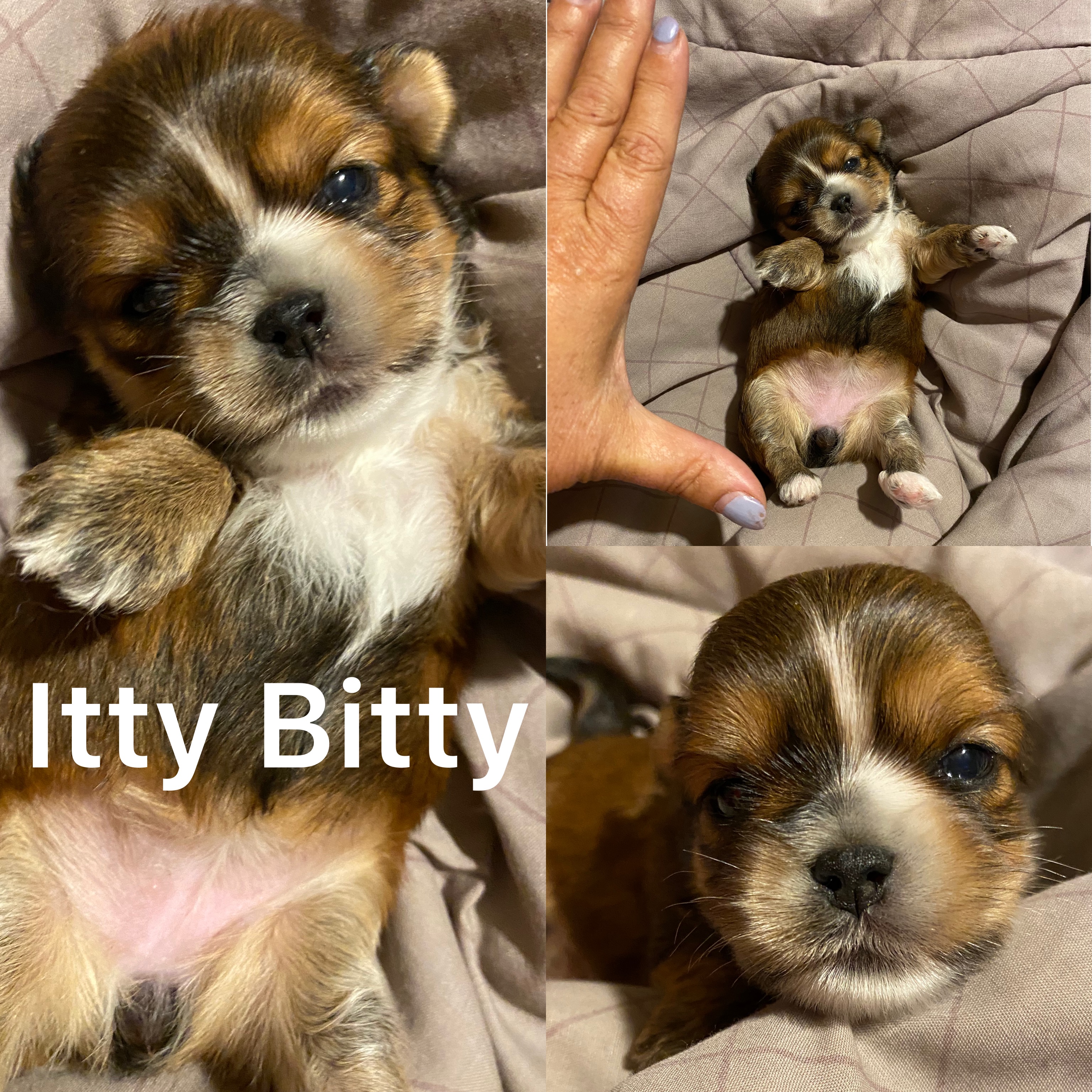 Itty Bitty is ADOPTED!  Not available