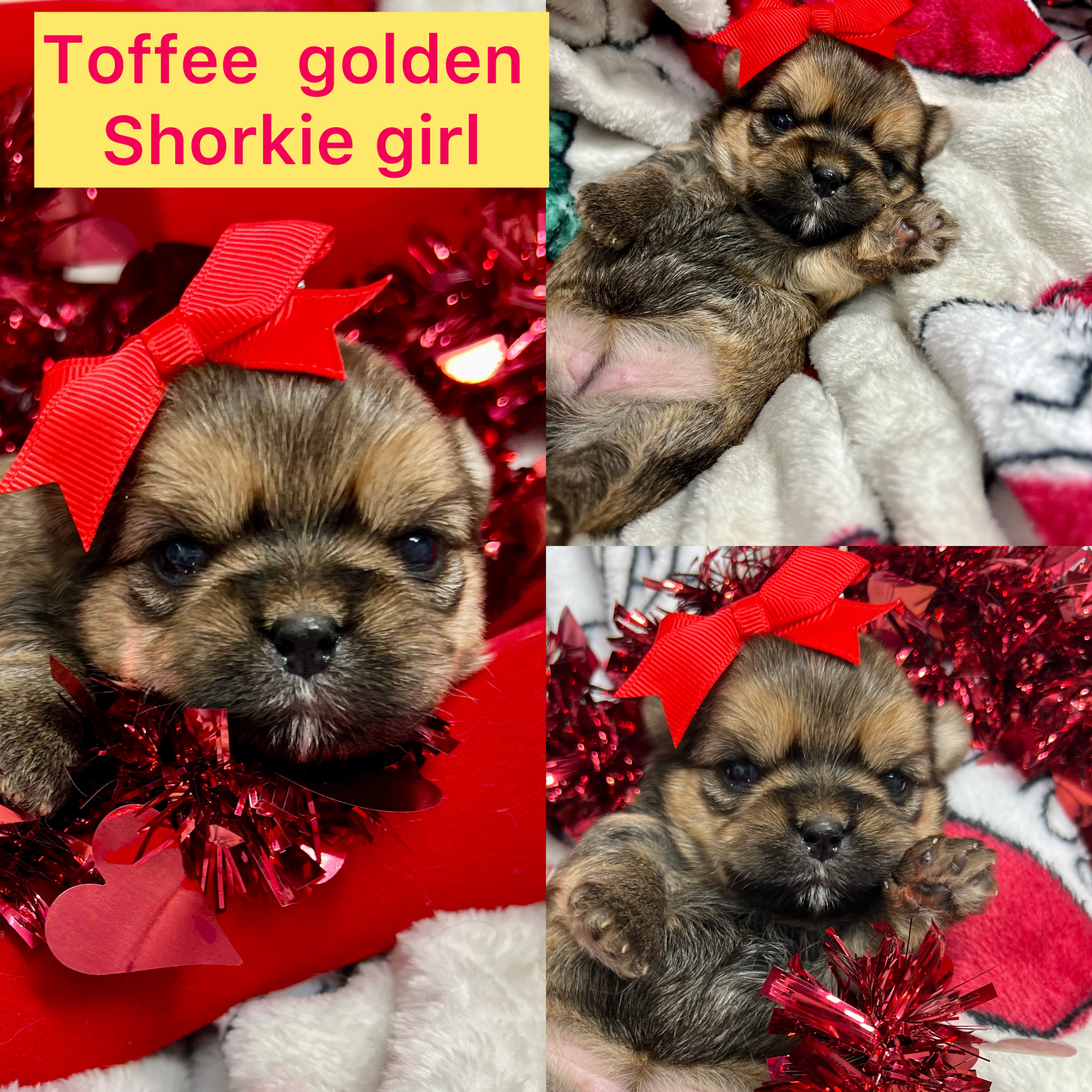 Toffee is AVAILABLE shorkie female click on pics for info
