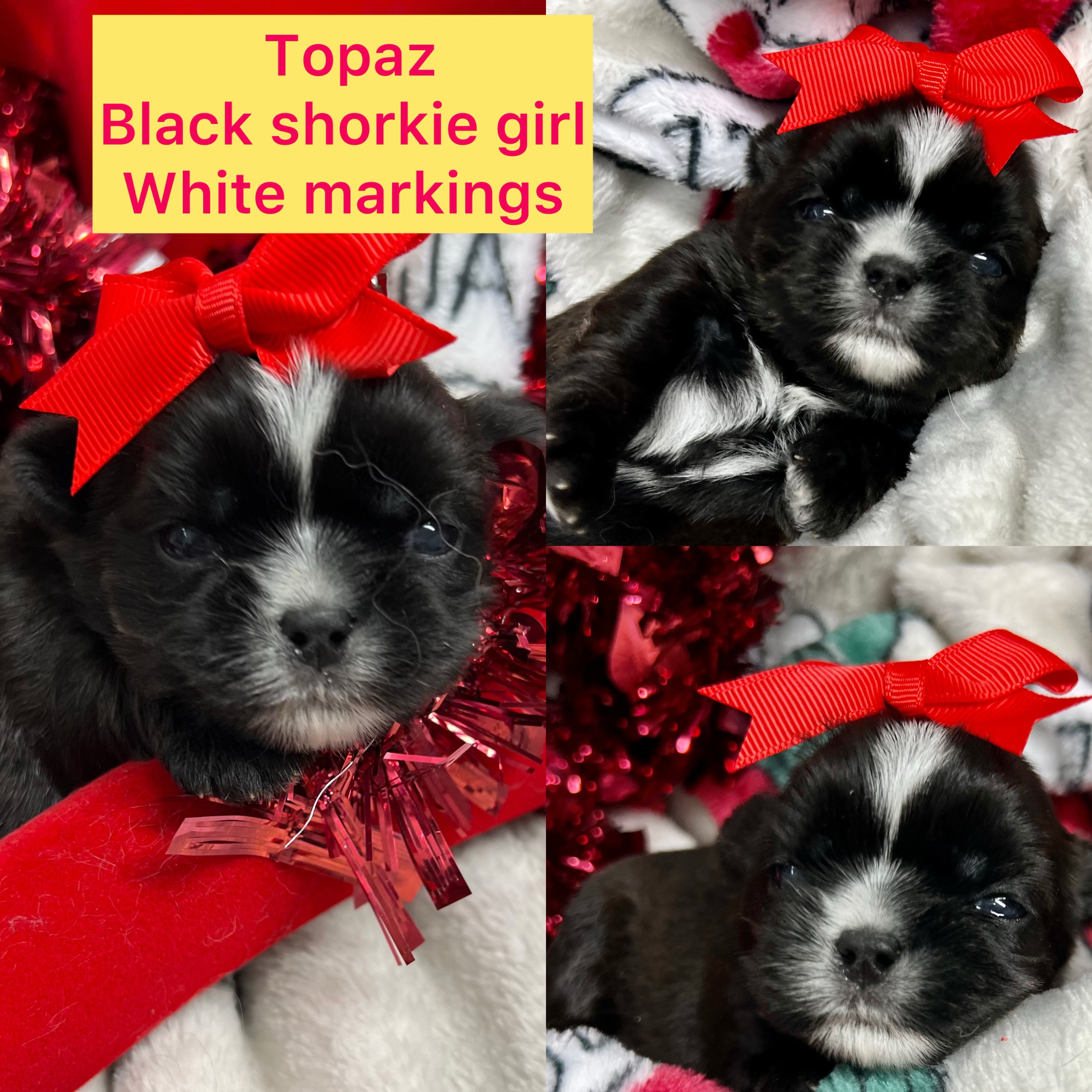 Topaz is AVAILABLE Shorkie girl click on pics for info