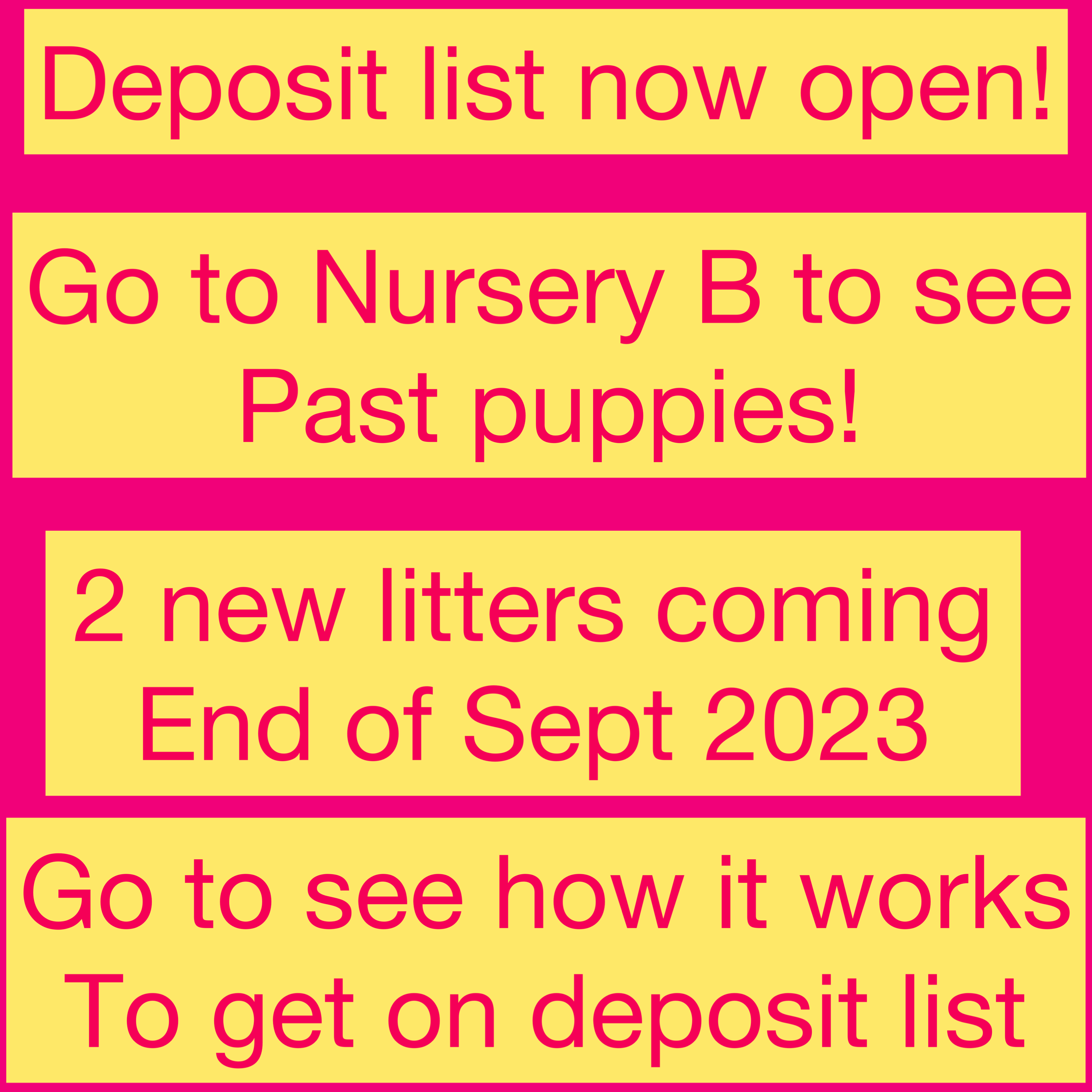 View our Past puppies in Nursery B