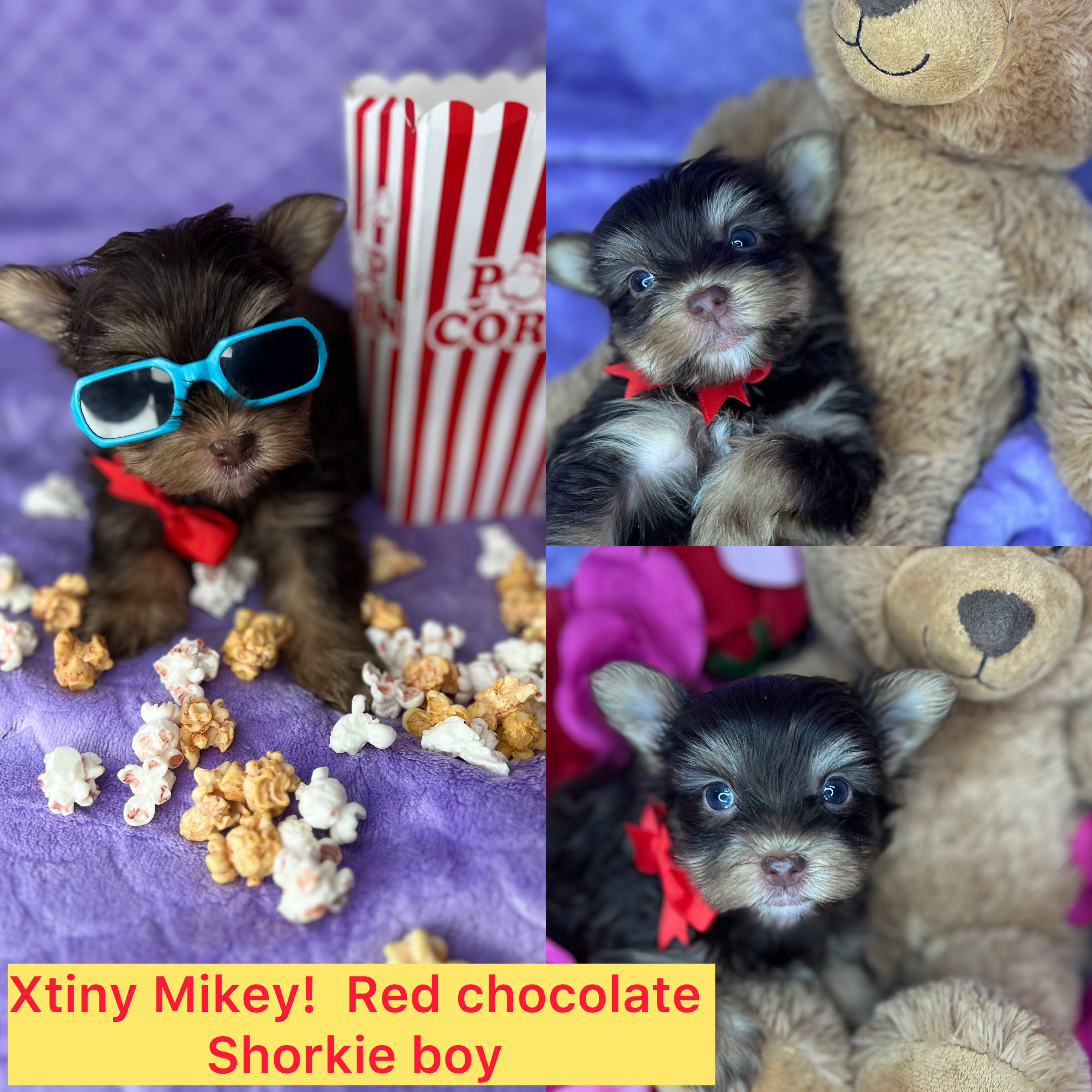 Xtiny Mikey ADOPTED !!