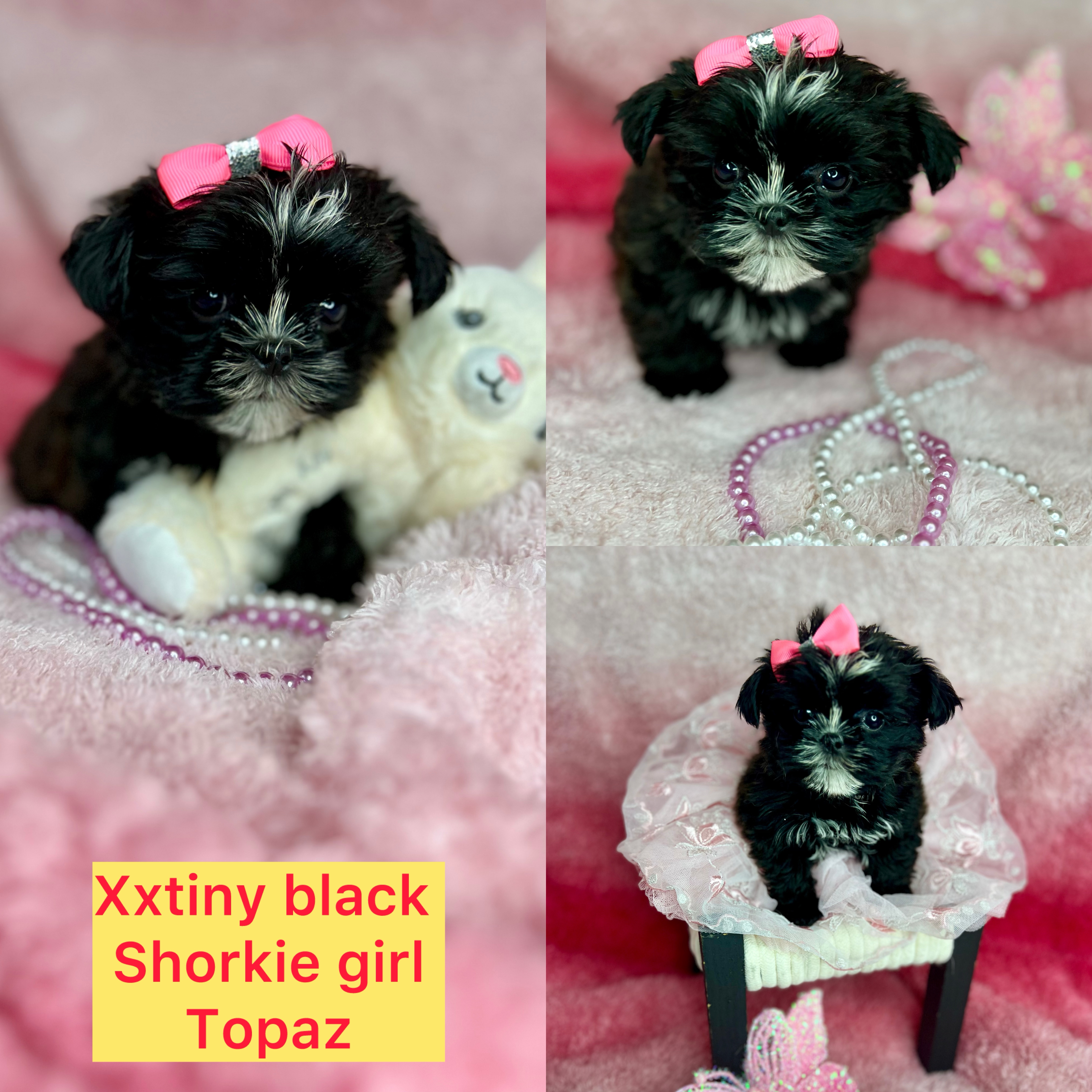 Xx Tiny tiny Topaz AVAILABLE  female click on pic for info