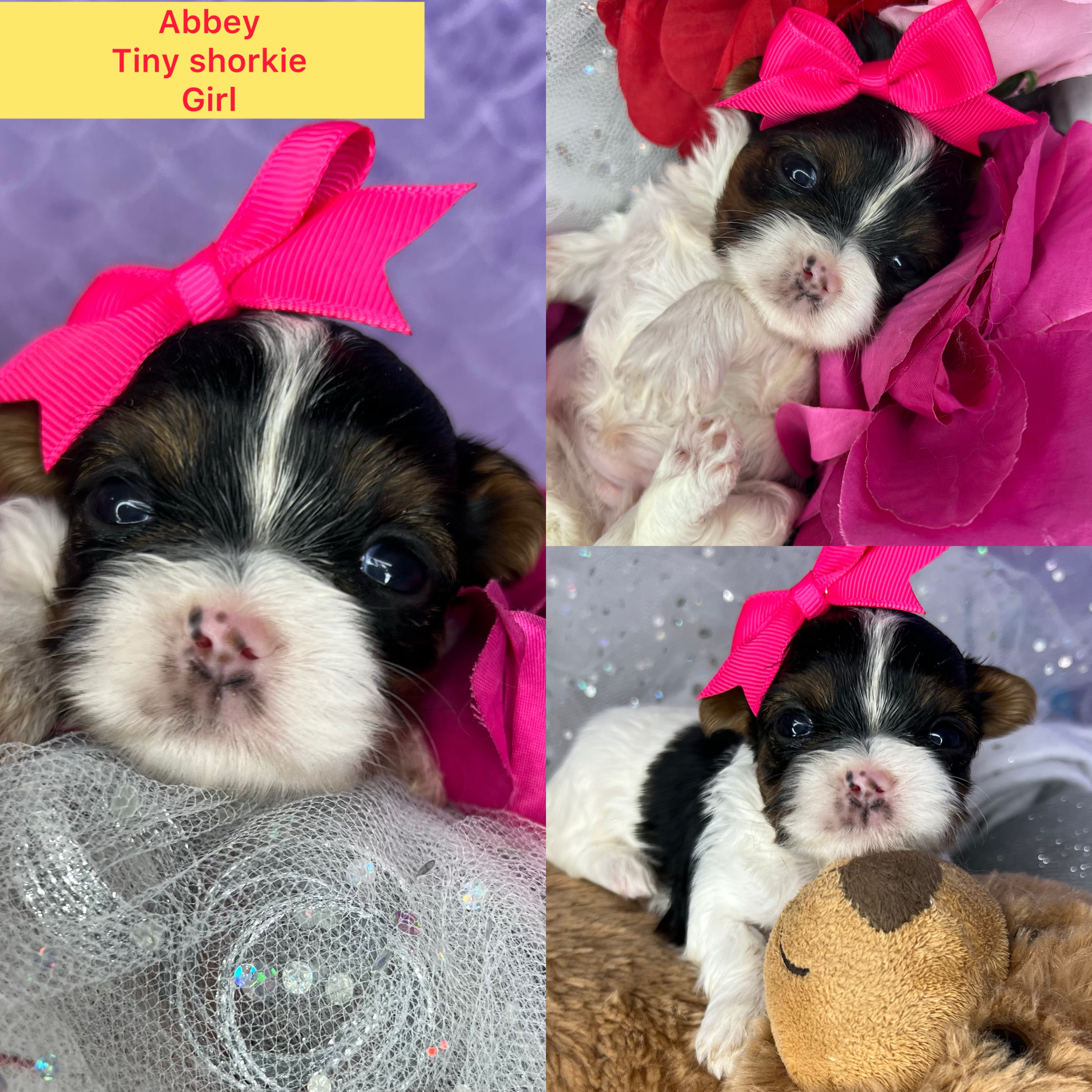 Xxtiny Abbey AVAILABLE shorkie girl click on pic