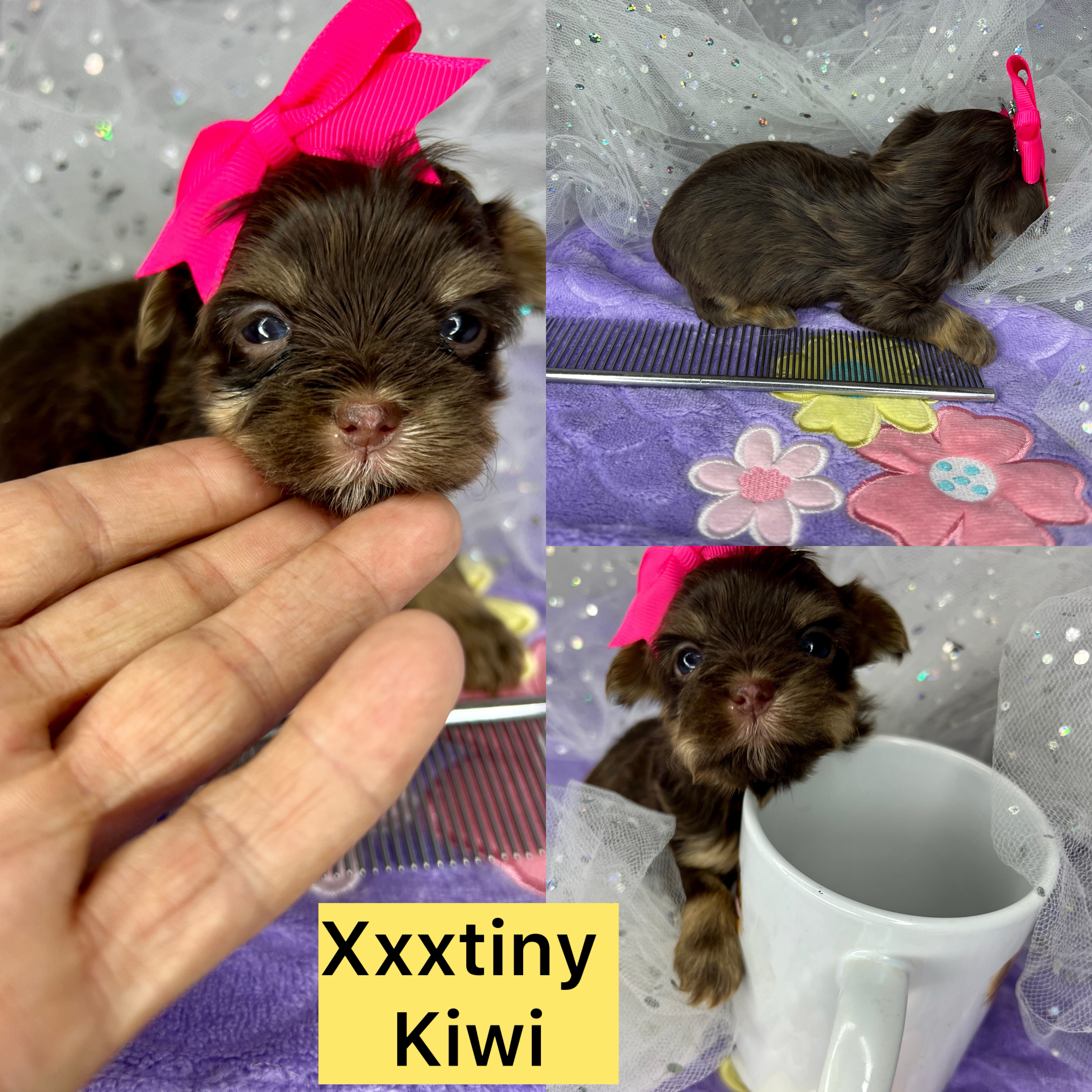 XxxTiny Kiwi click on pics for info