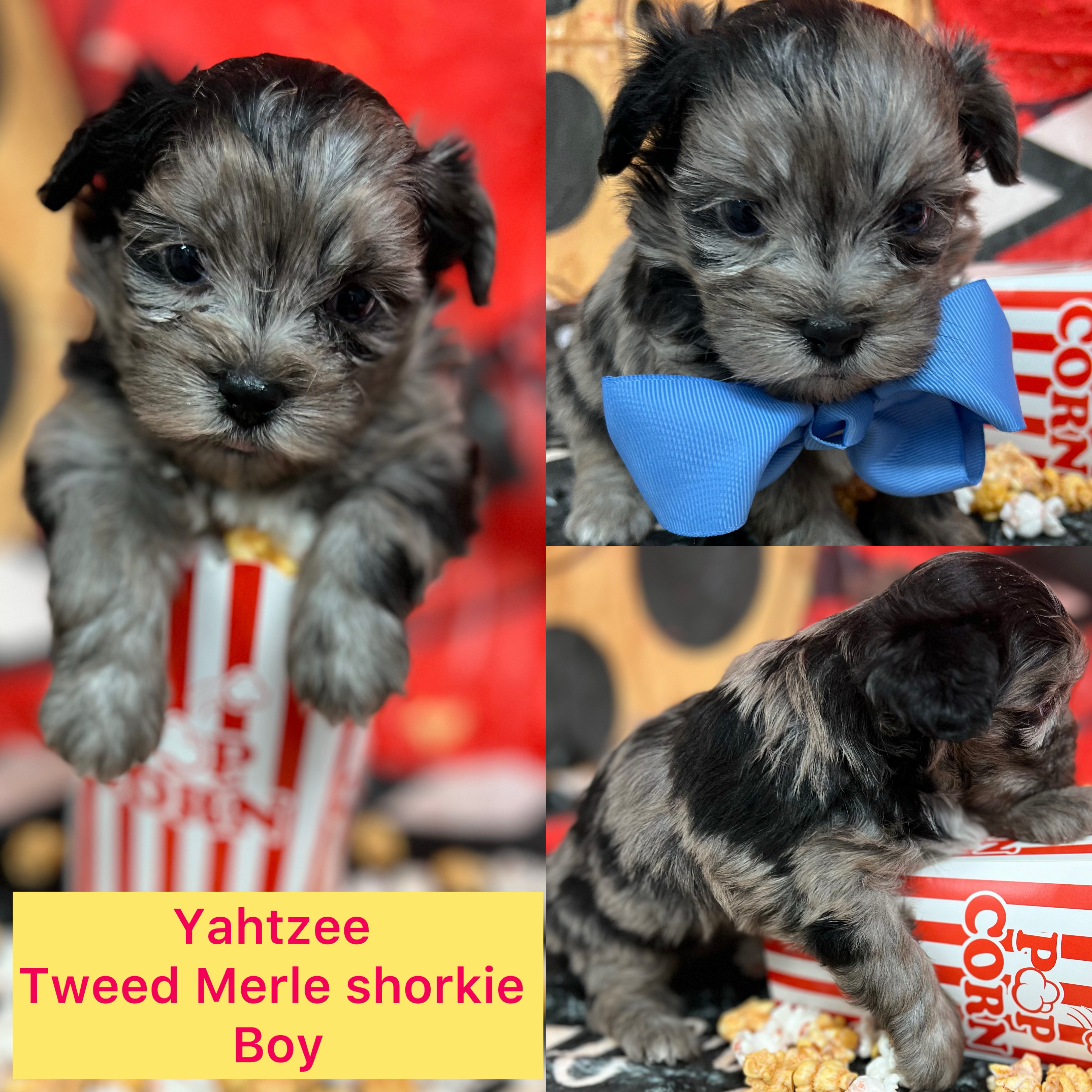 Yahtzee AVAILABLE Rare tweed Blue Merle boy click on pic for info