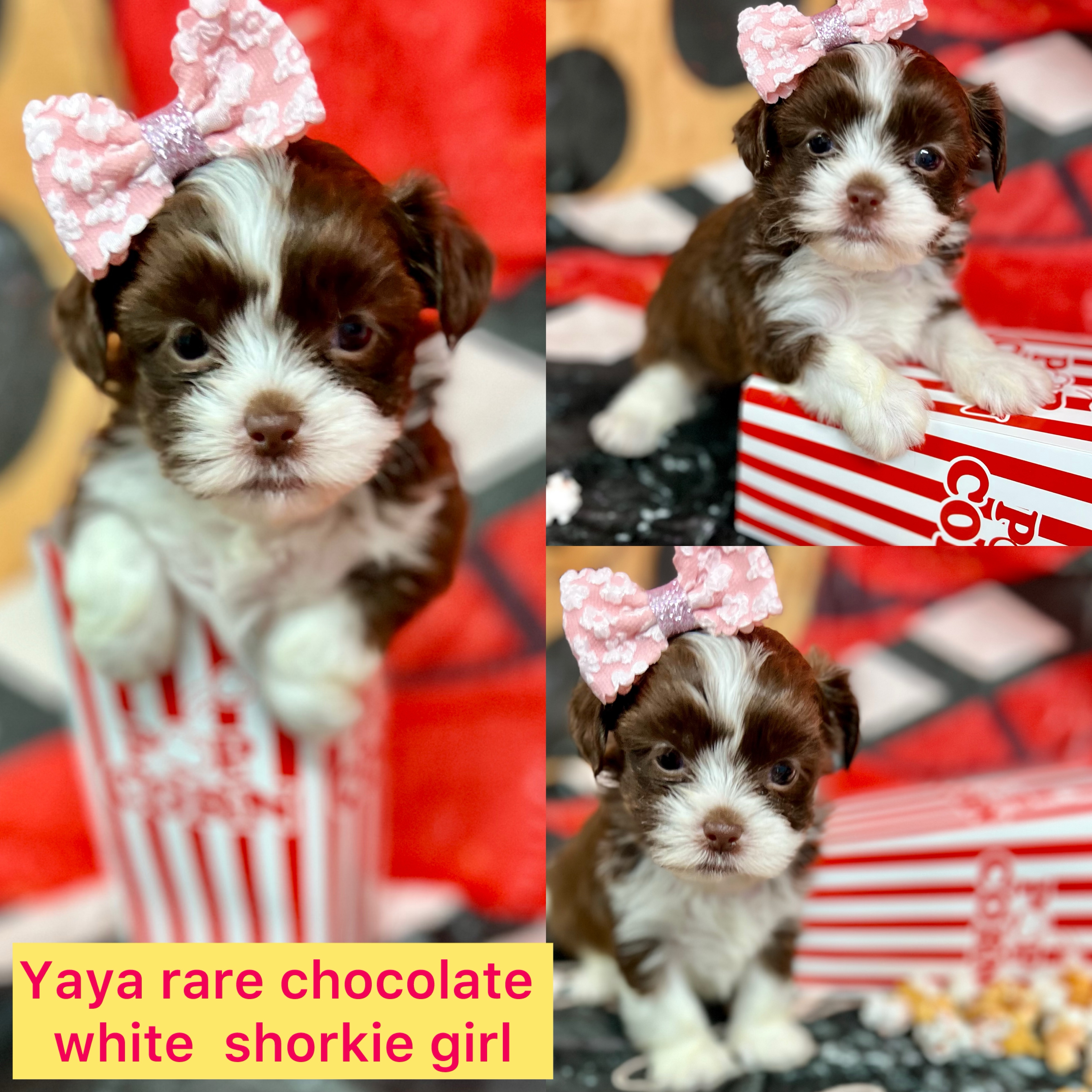 YaYa AVAILABLE rare chocolate white with green eyes click on pic for info