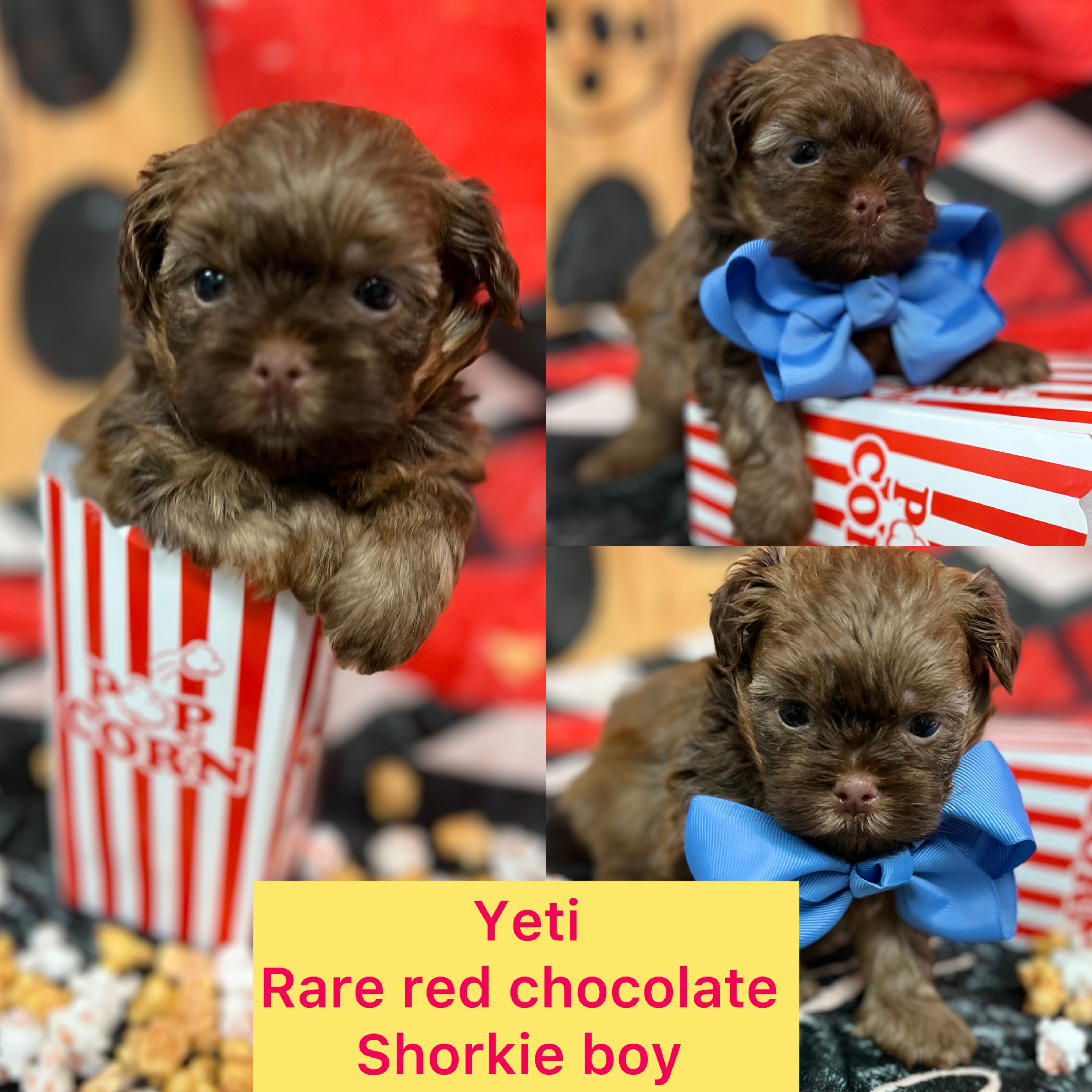 Yeti AVAILABLE Red Chocolate shorkie boy Click on pic for info