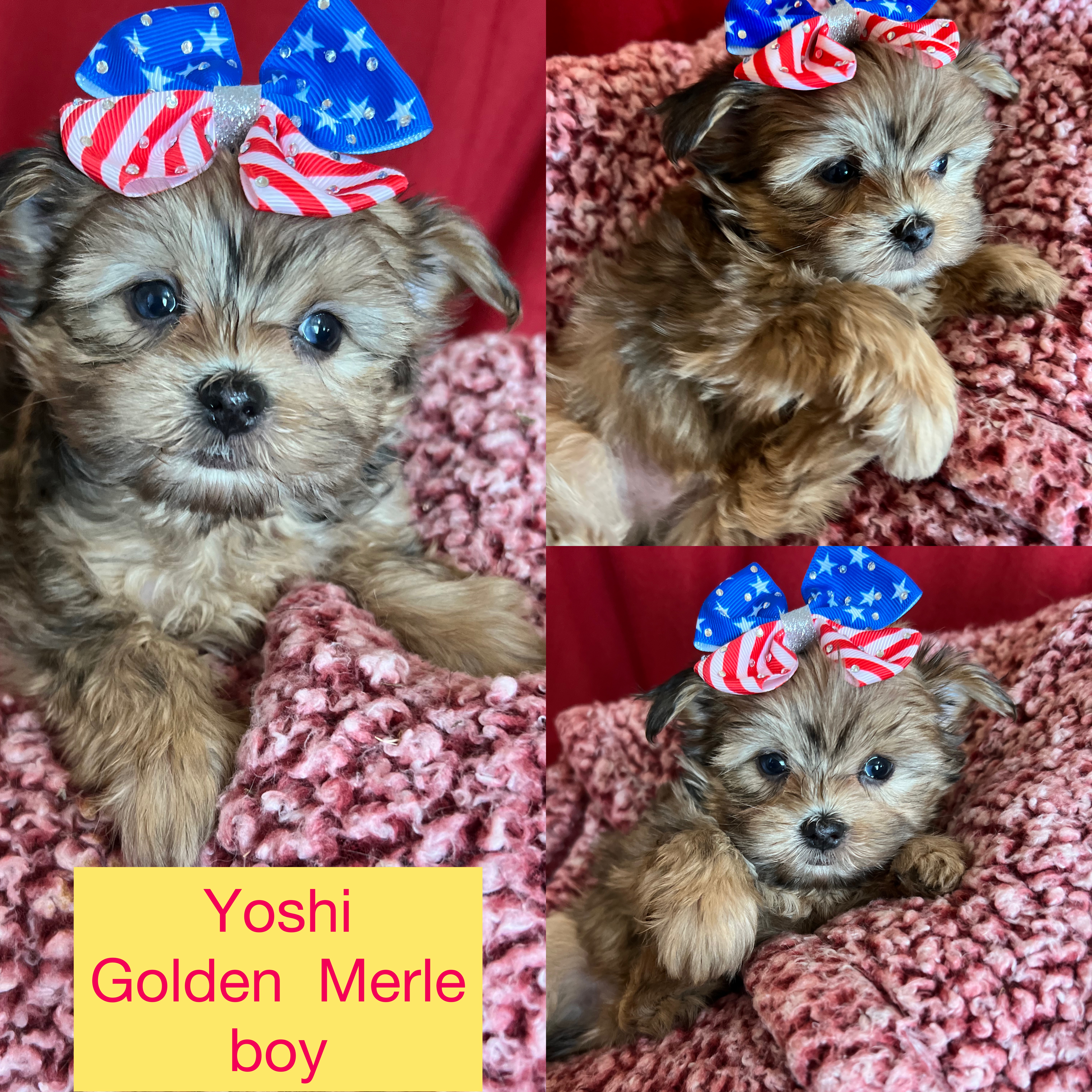 YOSHI AVAILABLE Gold Merle boy click on pic for info