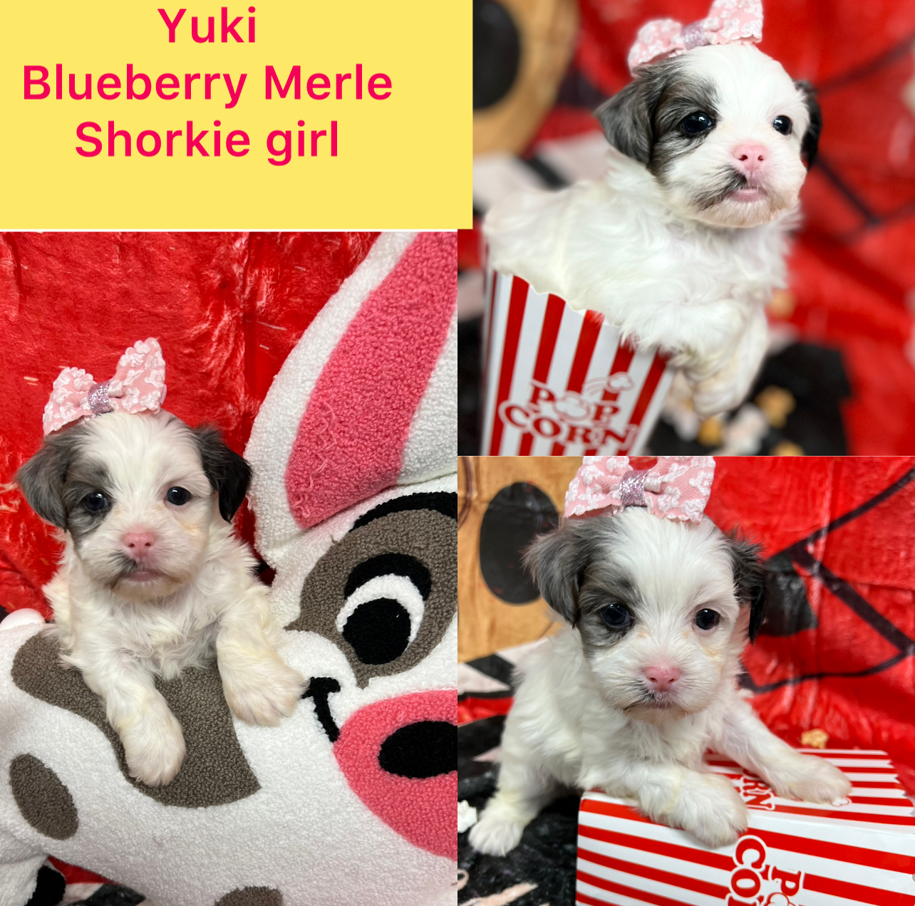 Yuki AVAILABLE Blueberry Party Merle girl click on pic for info