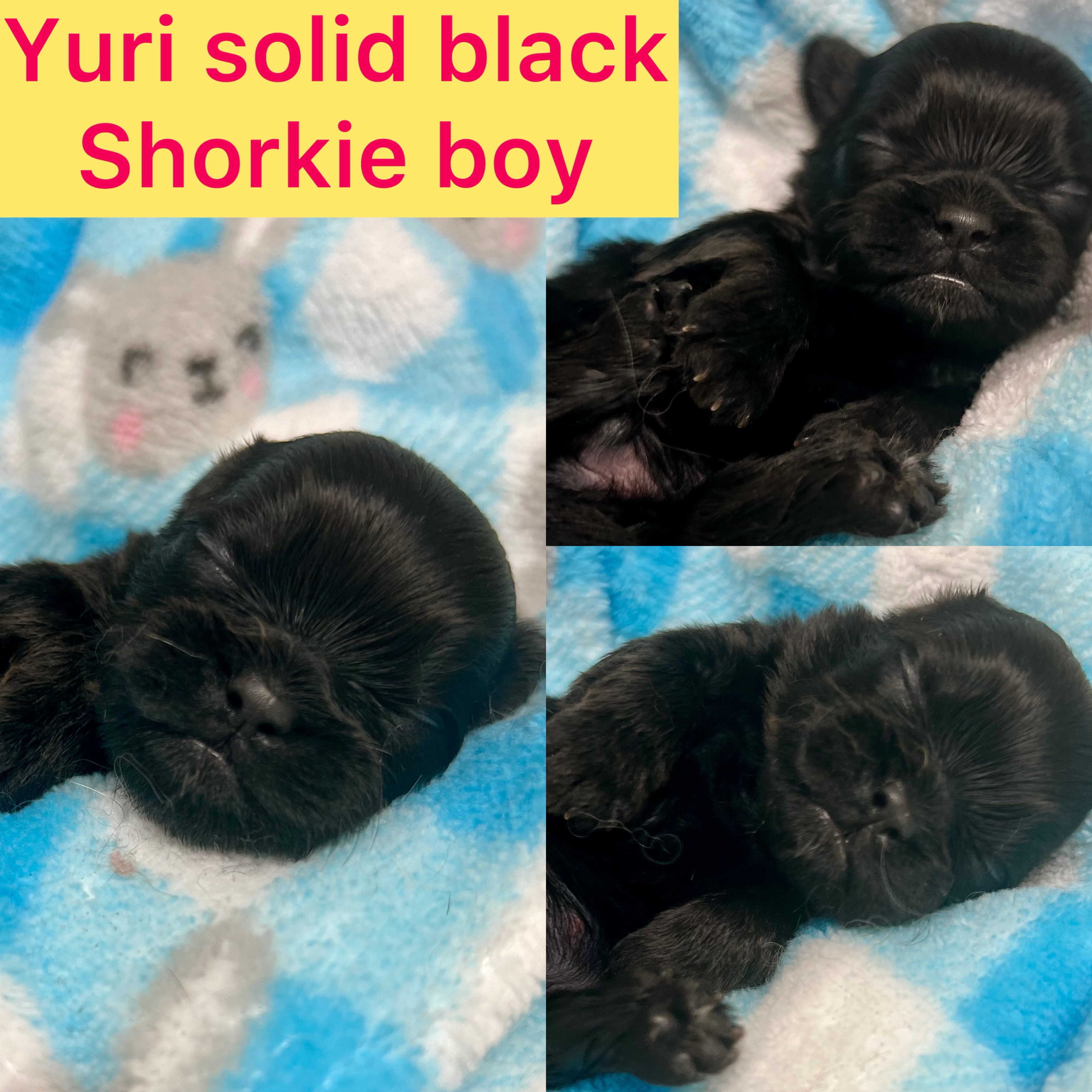 Yuri is ADOPTED!
