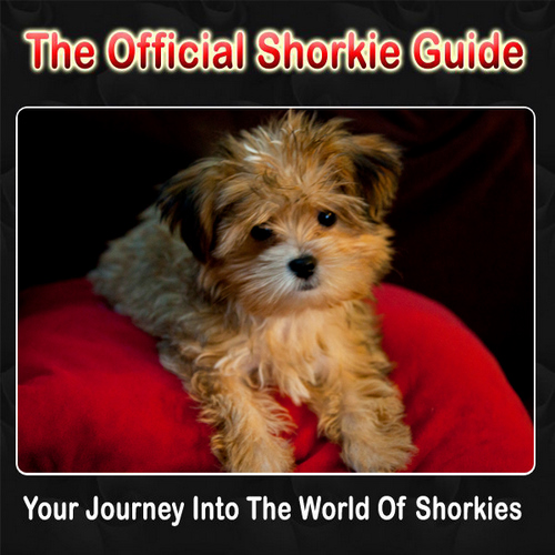 What is a shorkie?