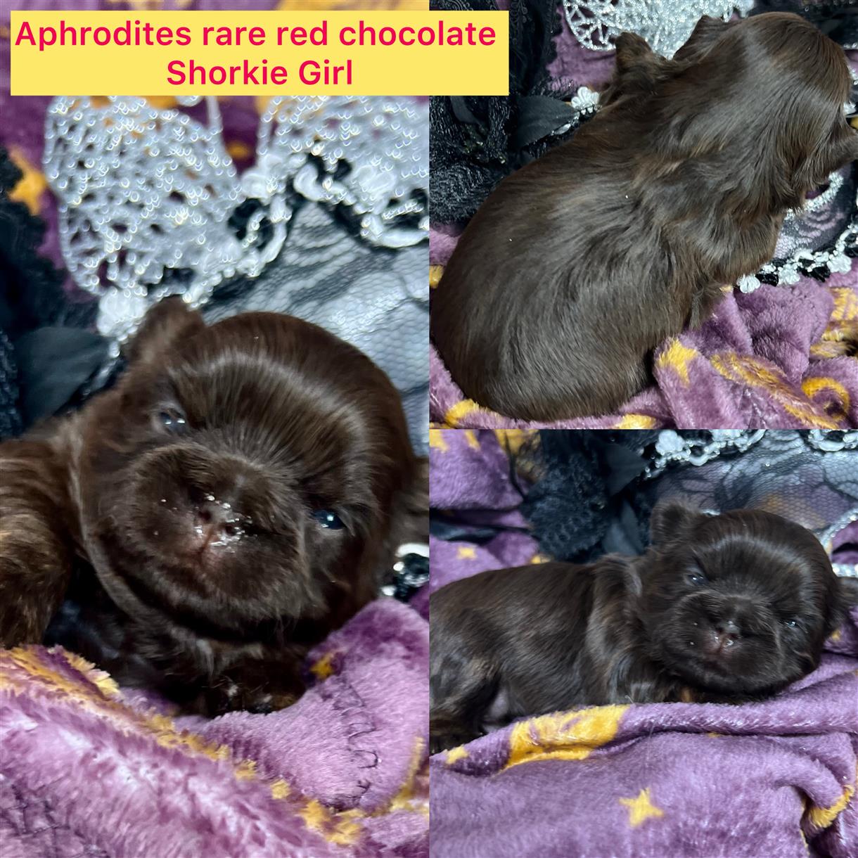 Aphrodite ADOPTED