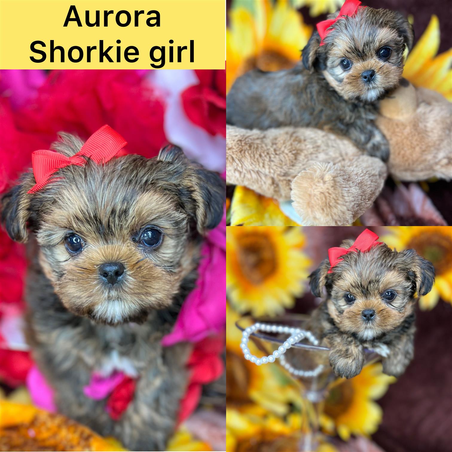 Aurora  Adopted!!!