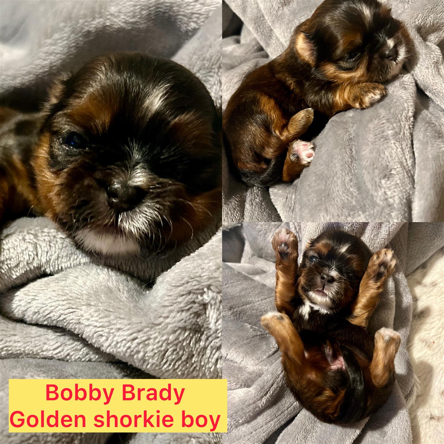 Bobby Brady! ADOPTED