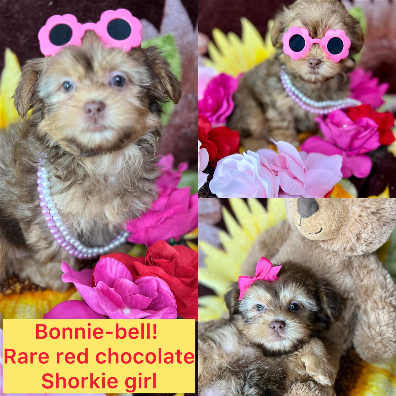 Bonnie Bella ADOPTED!!!
