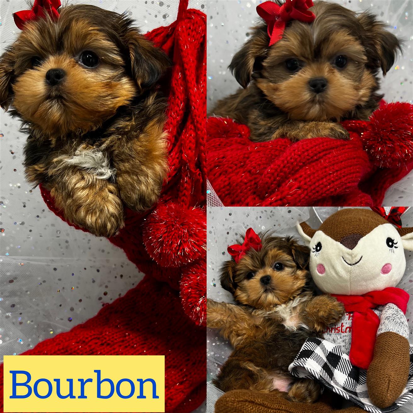 Bourbon is ADOPTED !!!Shorkie boy click on pic for info