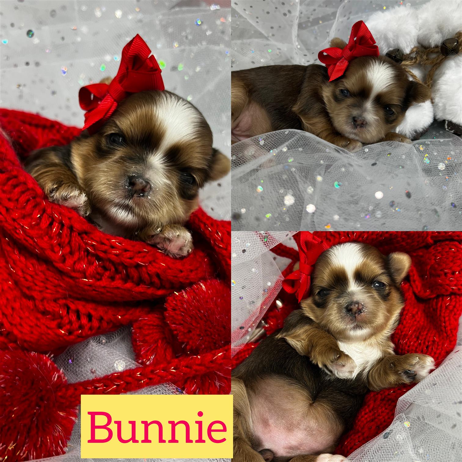 Bunnie IS ADOPTED!!! Shorkie girl click on pic for info