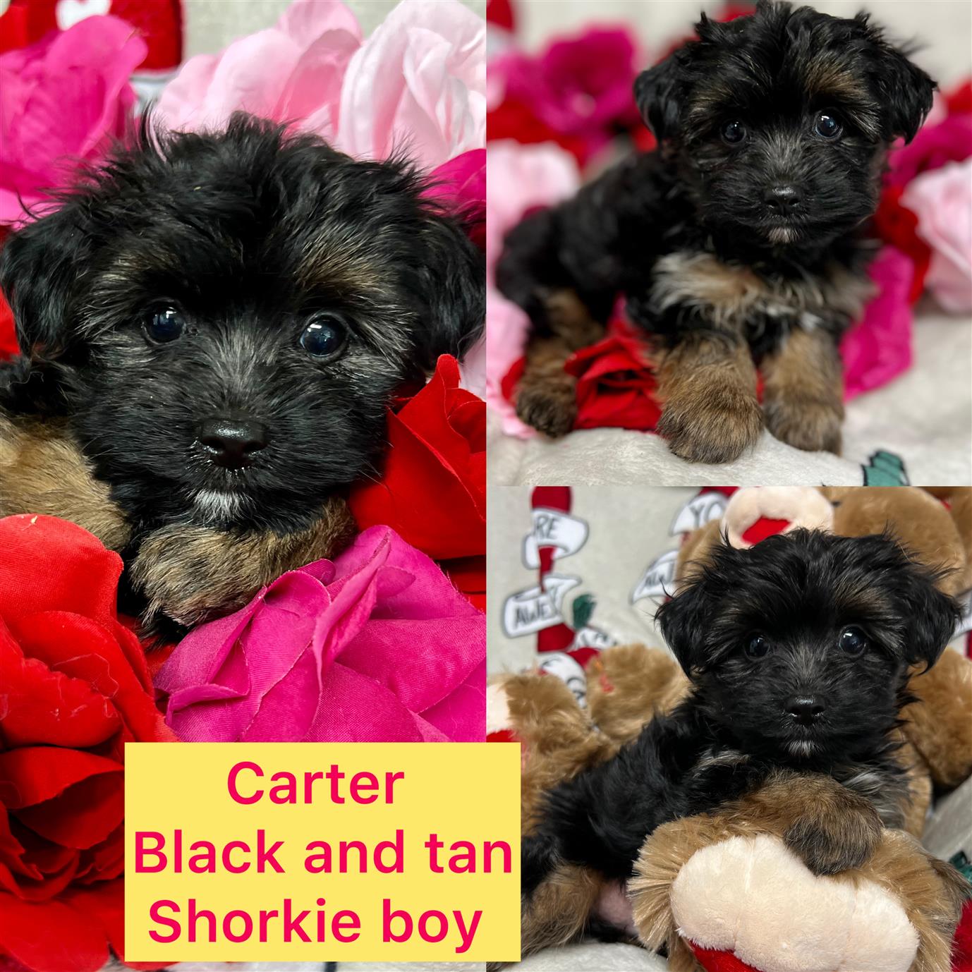 Carter is ADOPTED!