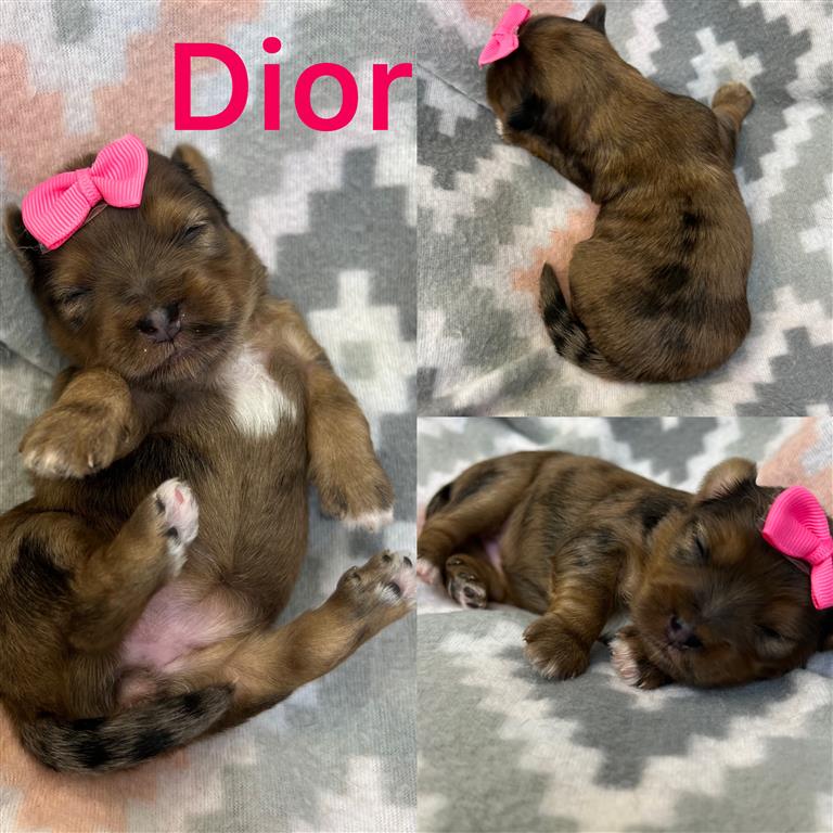 Dior is ADOPTED