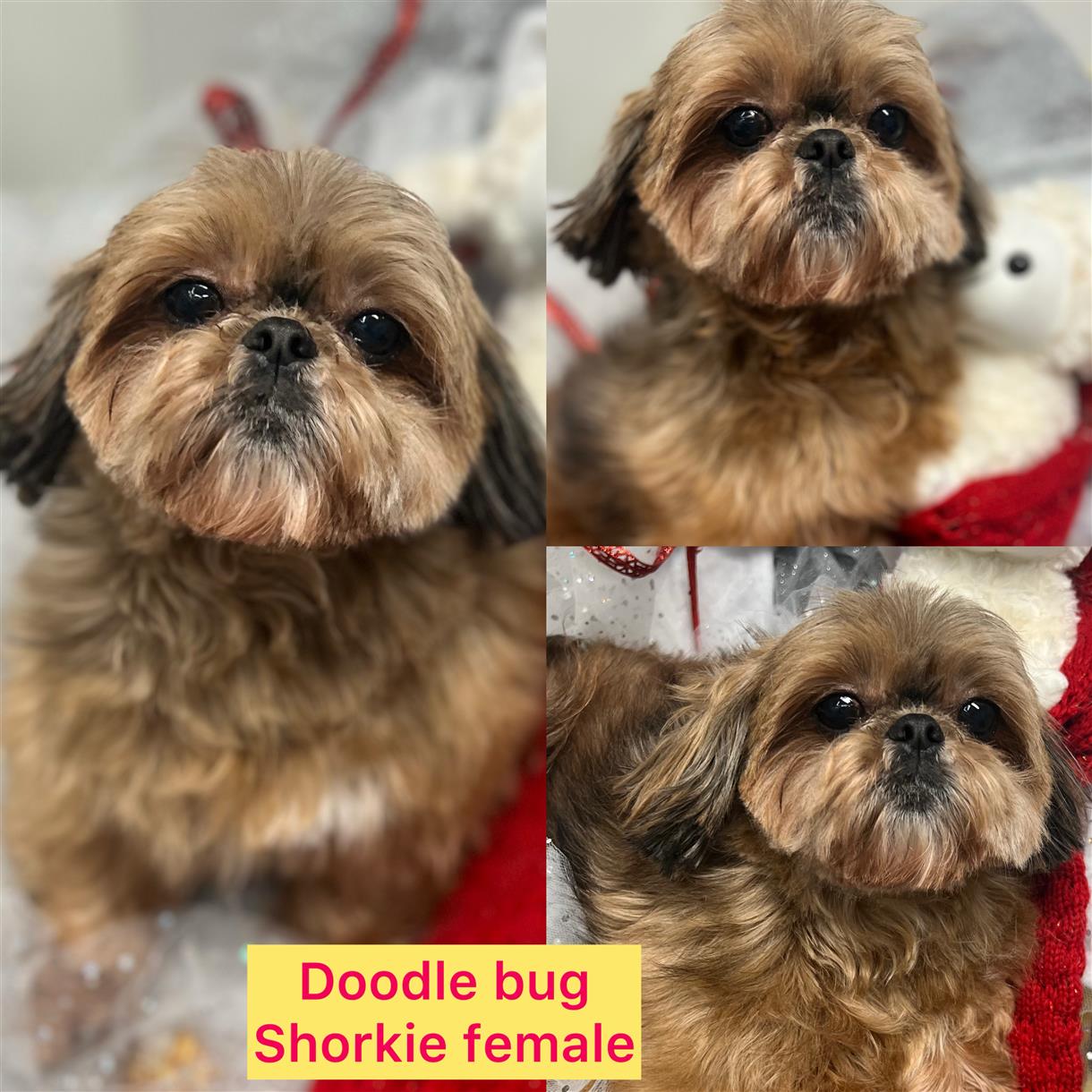 Doodle BUG ADOPTED!!