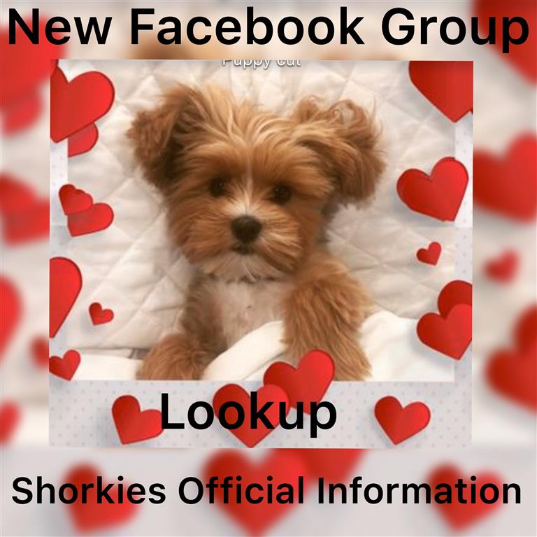 NEW FACEBOOK GROUP! Shorkies Official Information