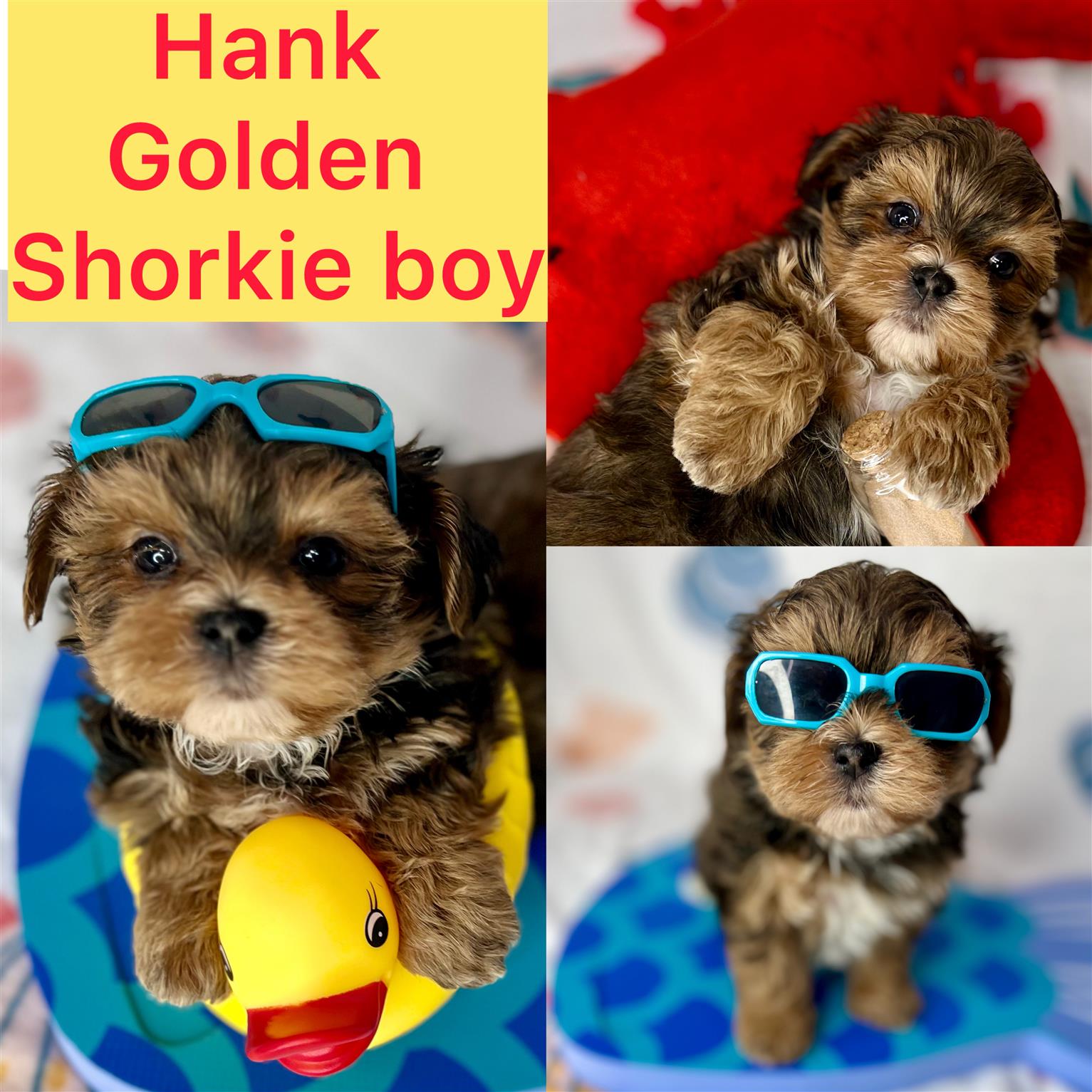 HANK! ! ADOPTED!!