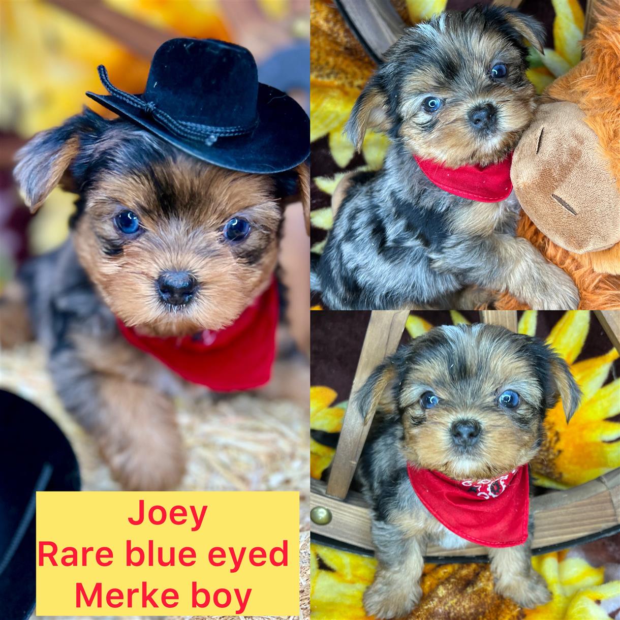 Joey rare Merle blue eyed shorkie boy click pic for info