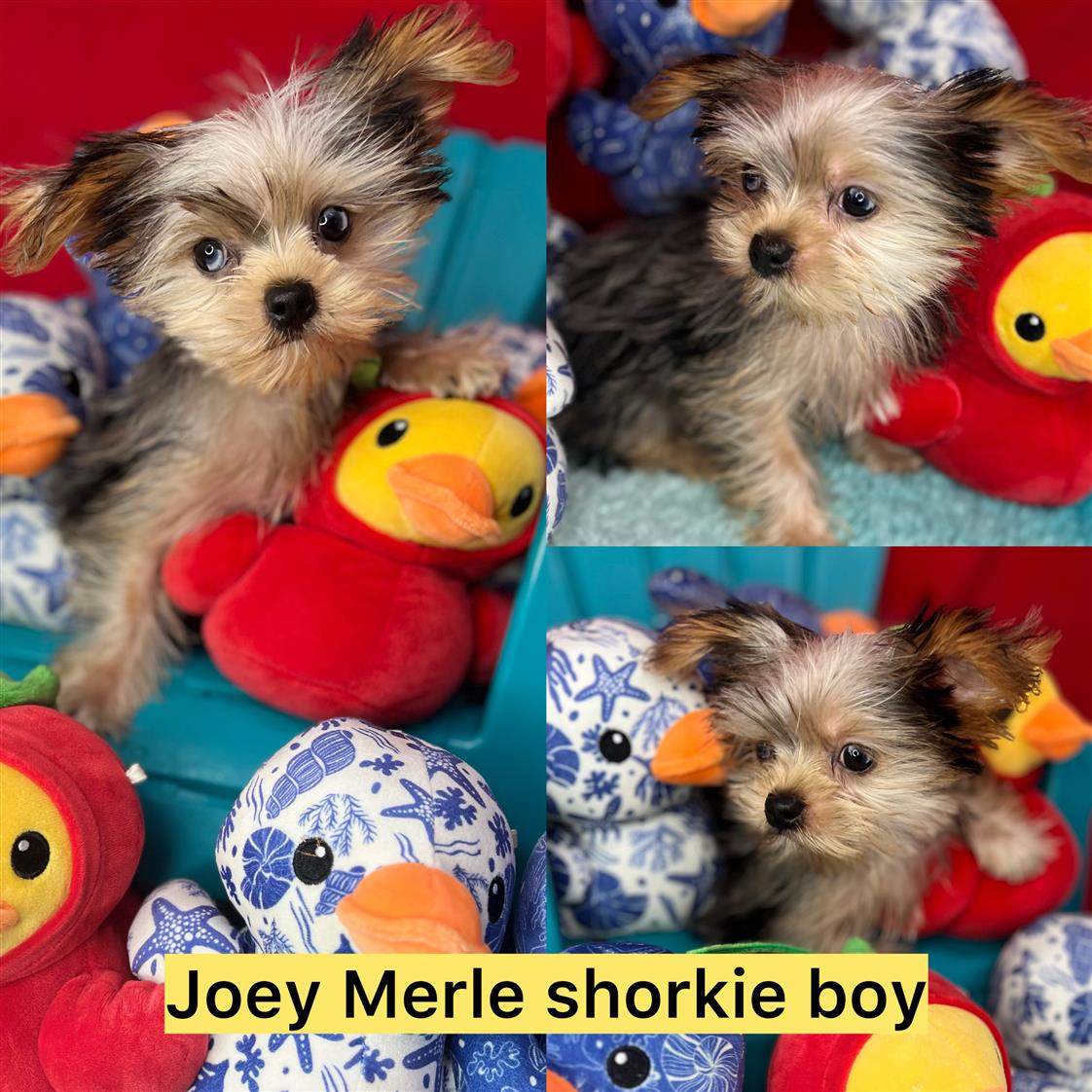 Joey ADOPTED!