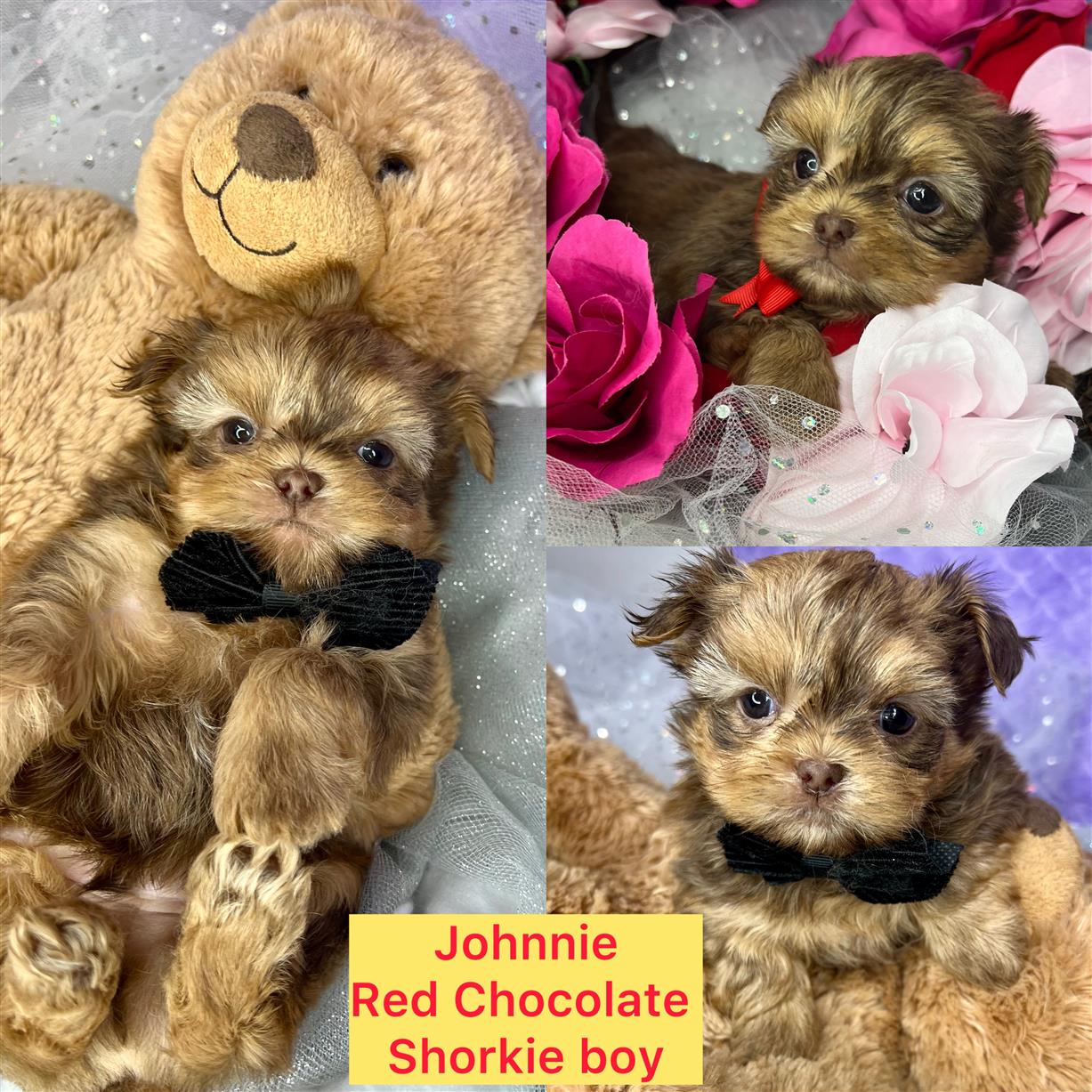 Johnnie ( rare) AVAILABLE red choc boy click on pics for info
